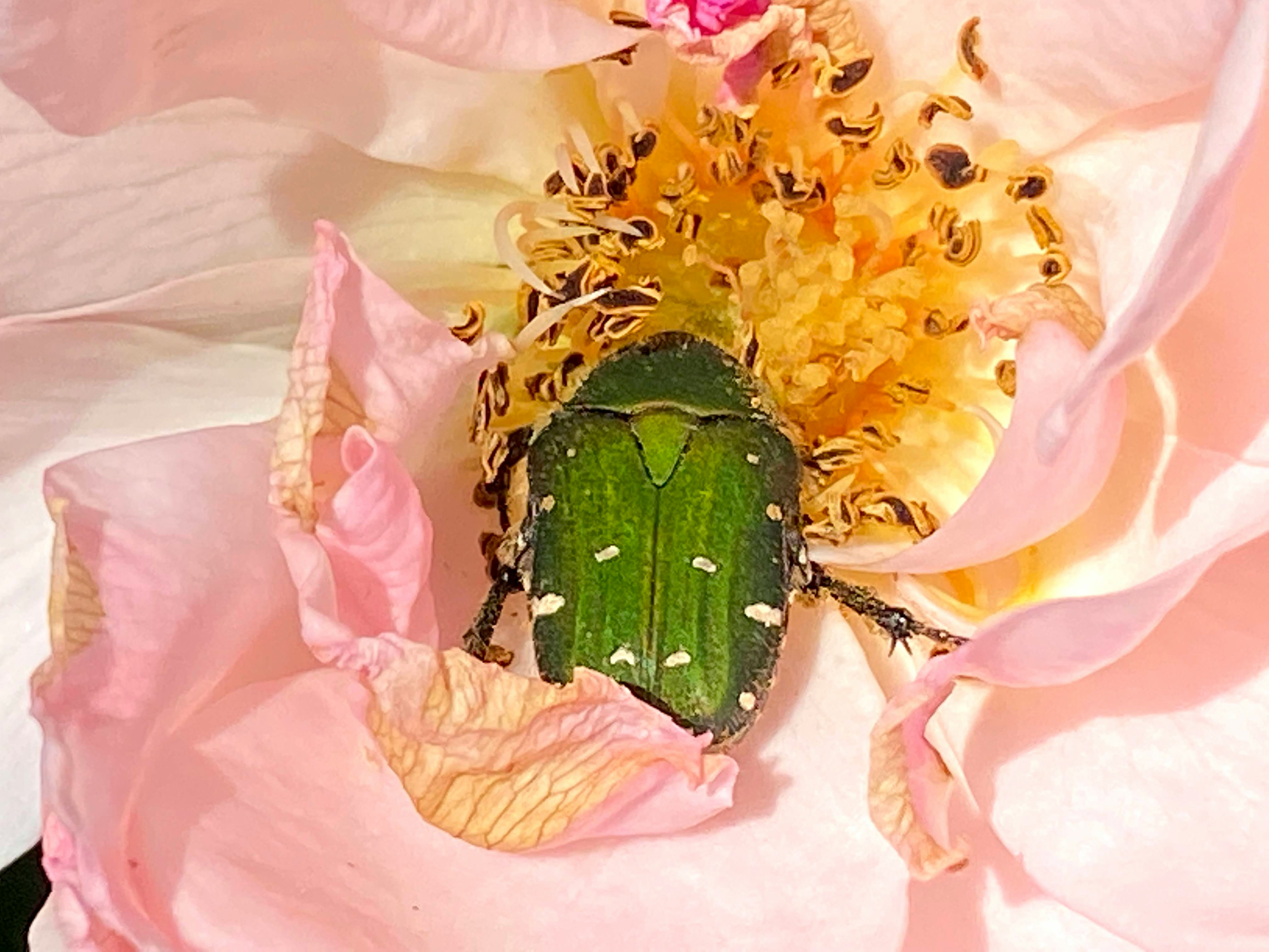 ピンクの花びらに包まれた緑のサボテンの実