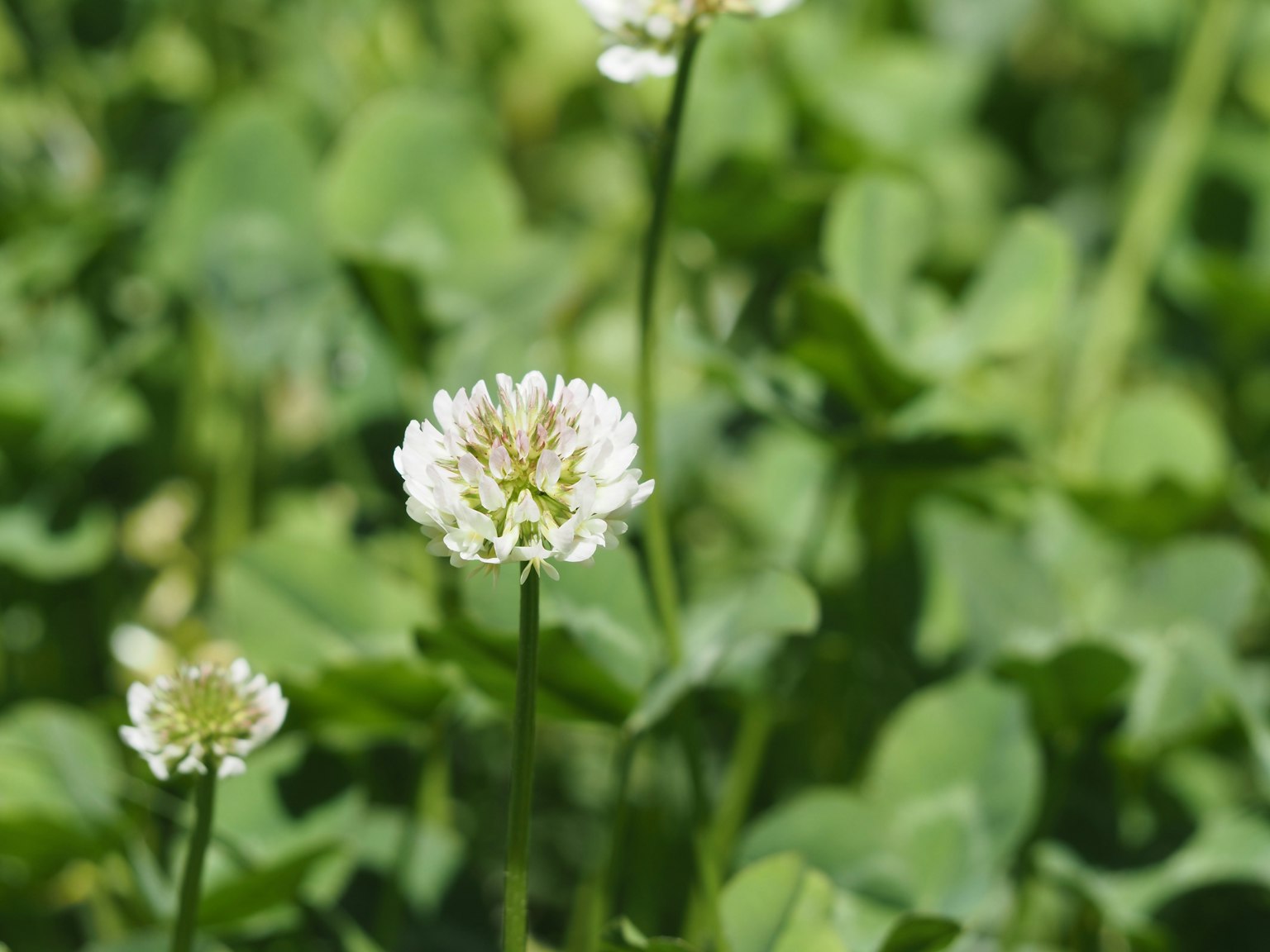 Flor de trébol blanco rodeada de hojas verdes