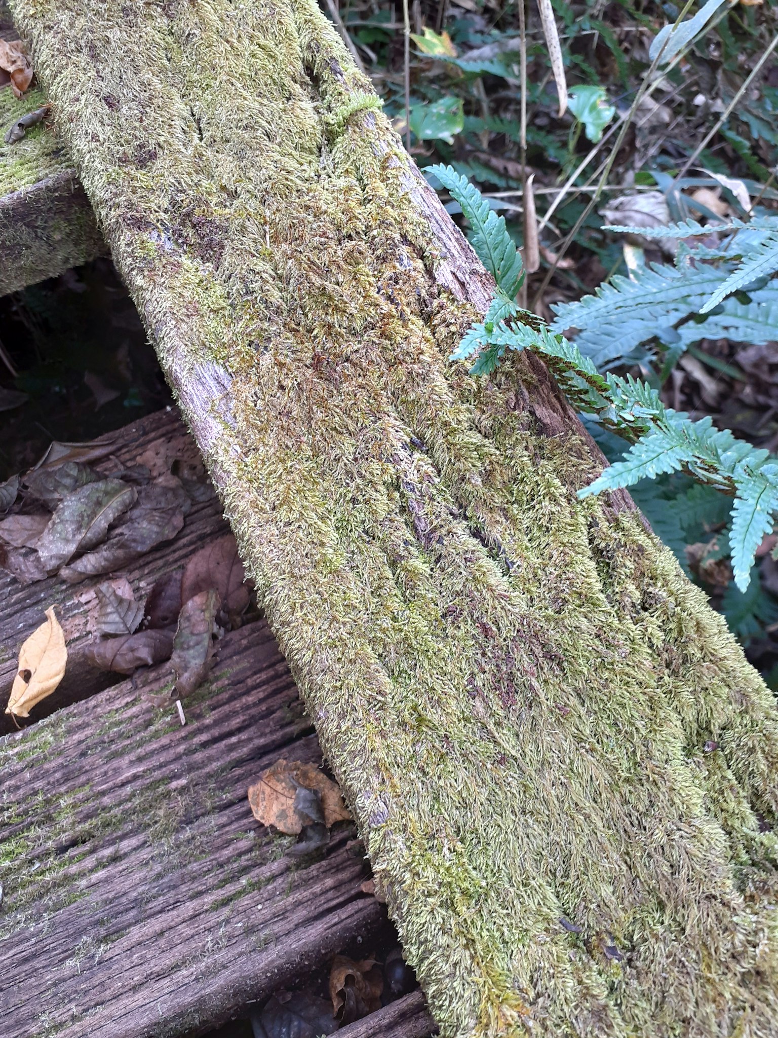 覆盖苔藓的木板被绿色植物包围