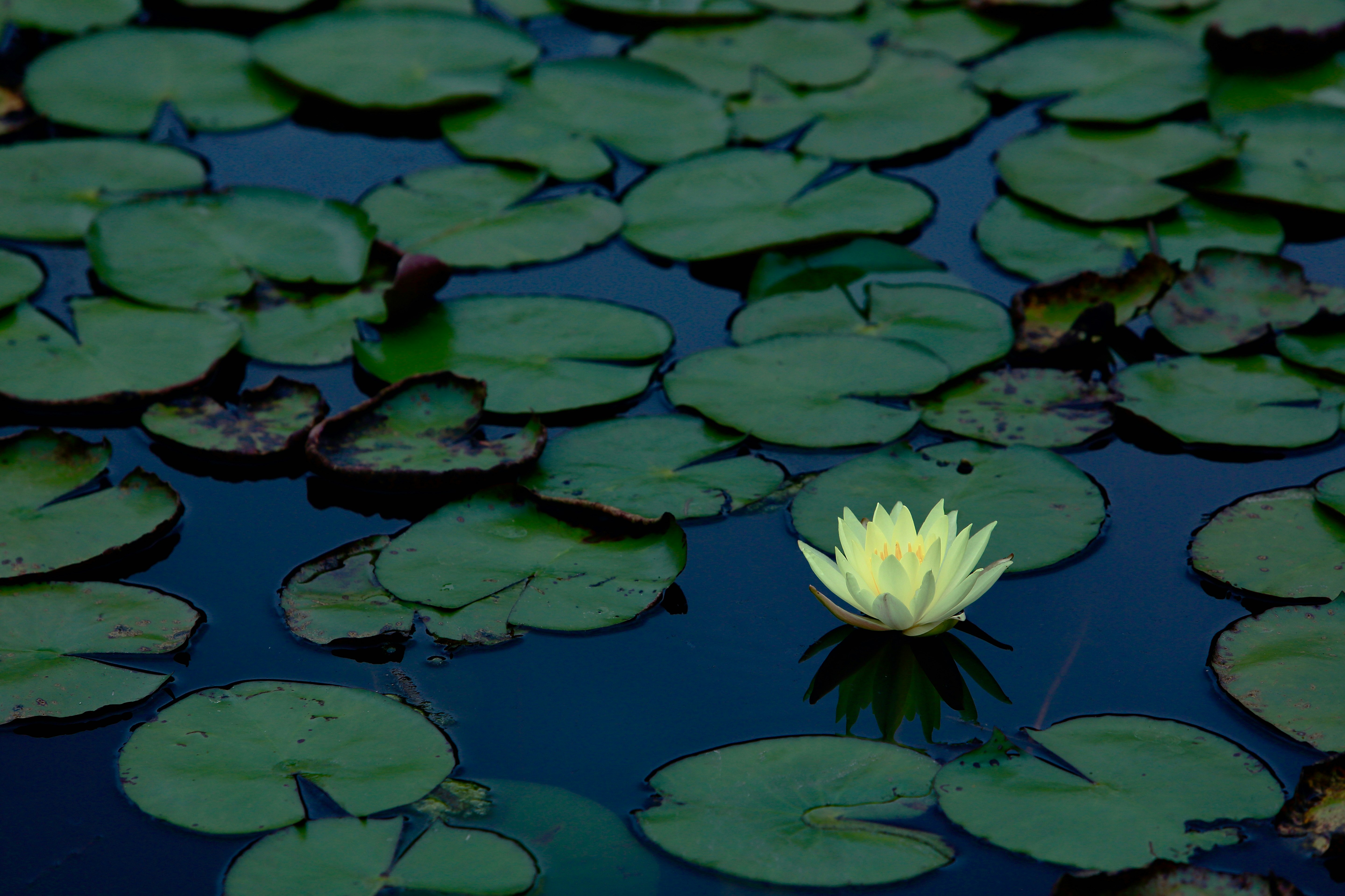 睡蓮の花が浮かぶ水面のクローバー状の葉