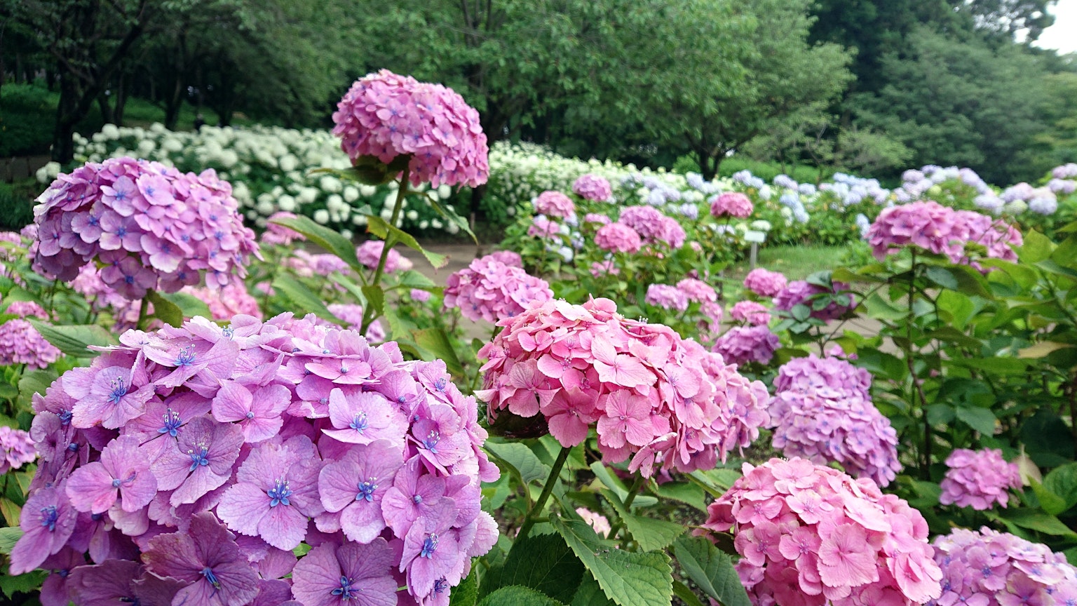 Gartenszene mit blühenden lila und rosa Hortensien