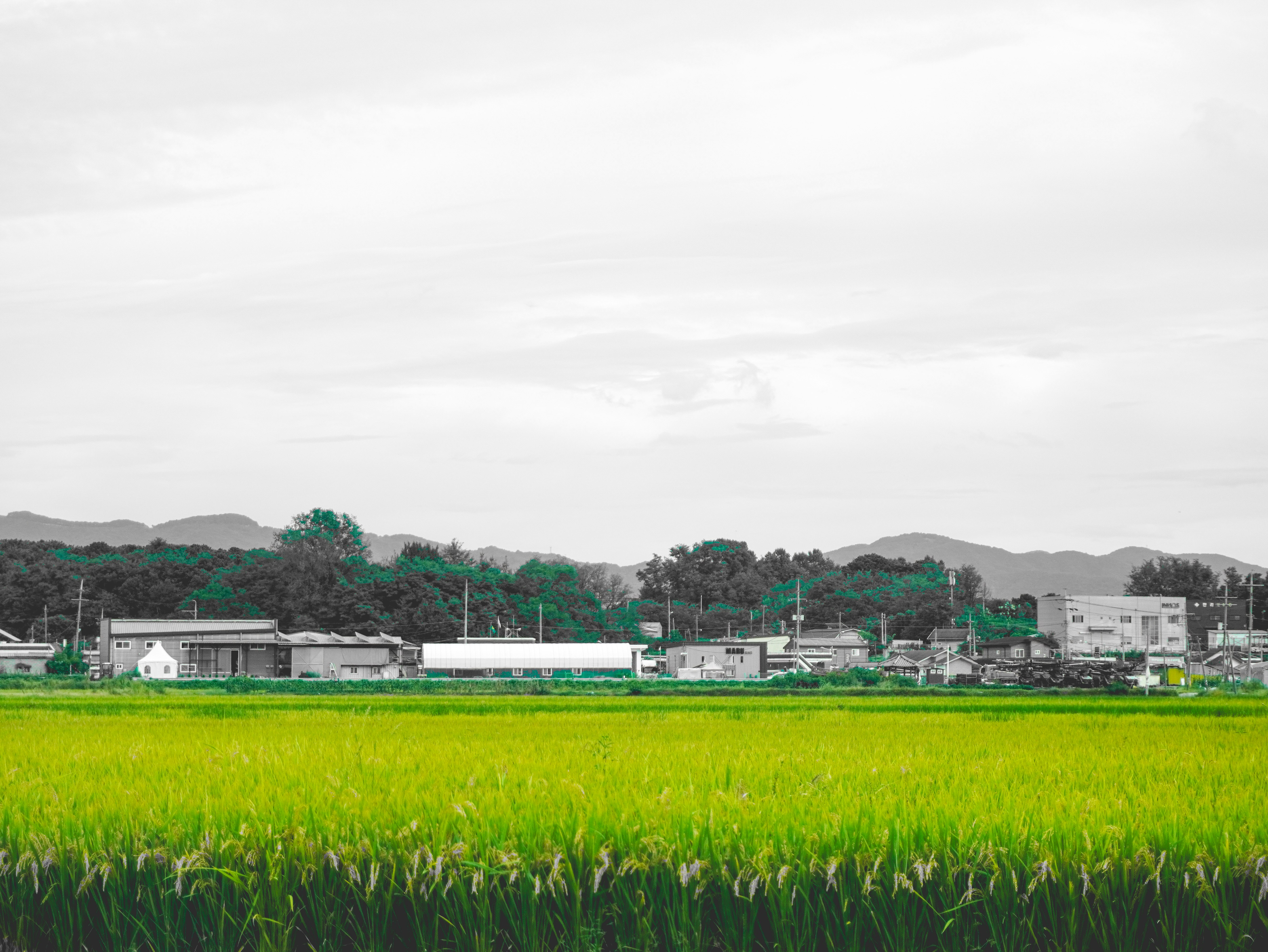 田んぼと工場のある郊外の風景