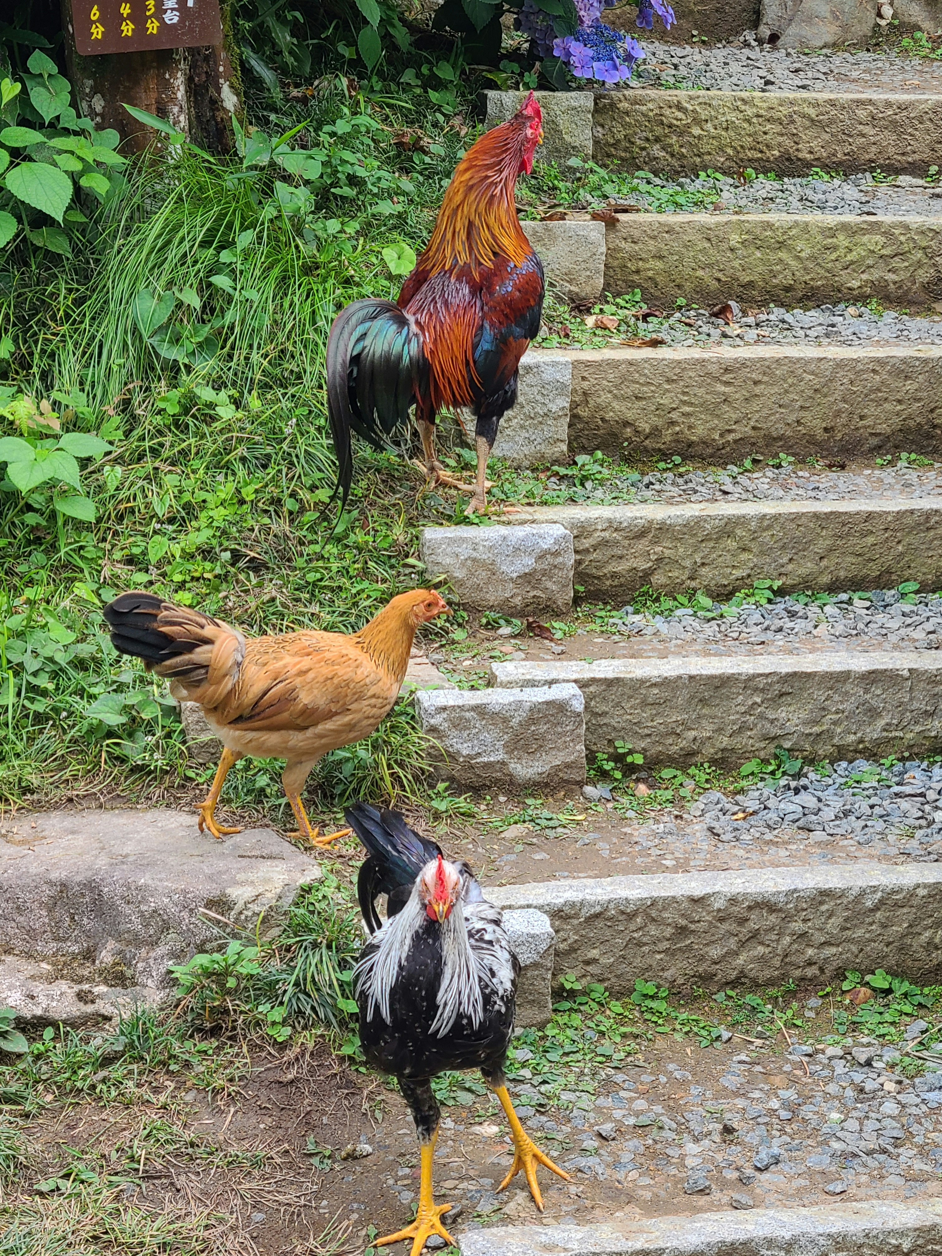 階梯式花園裡公雞和母雞並排