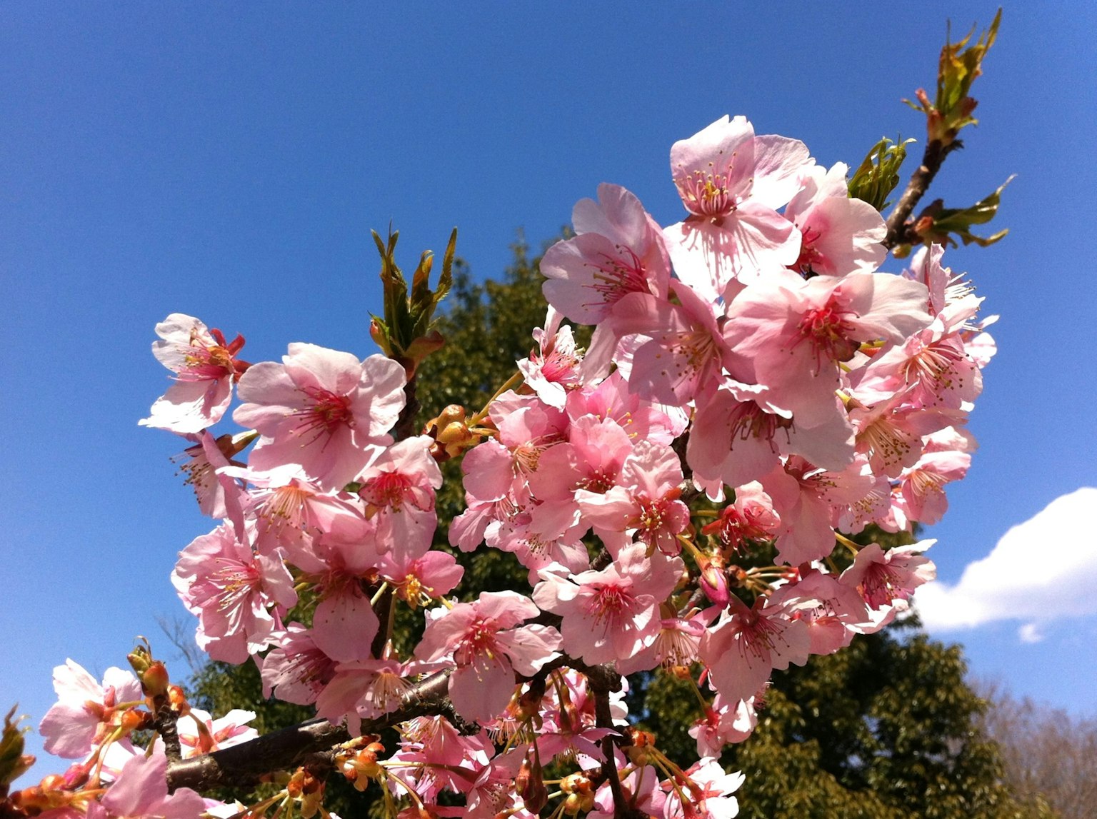 Bunga sakura mekar penuh di bawah langit biru