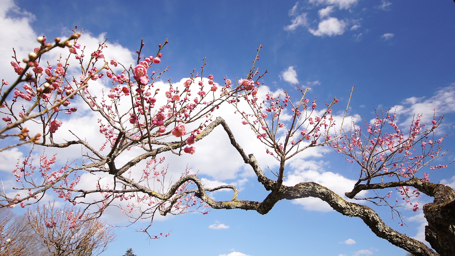 Cabang bunga sakura dengan bunga merah muda di bawah langit biru