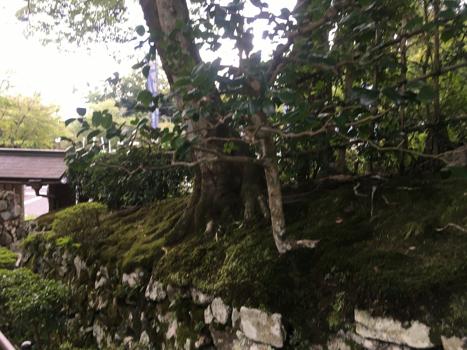 郁郁葱葱的绿色苔藓覆盖着石墙，背景有树木
