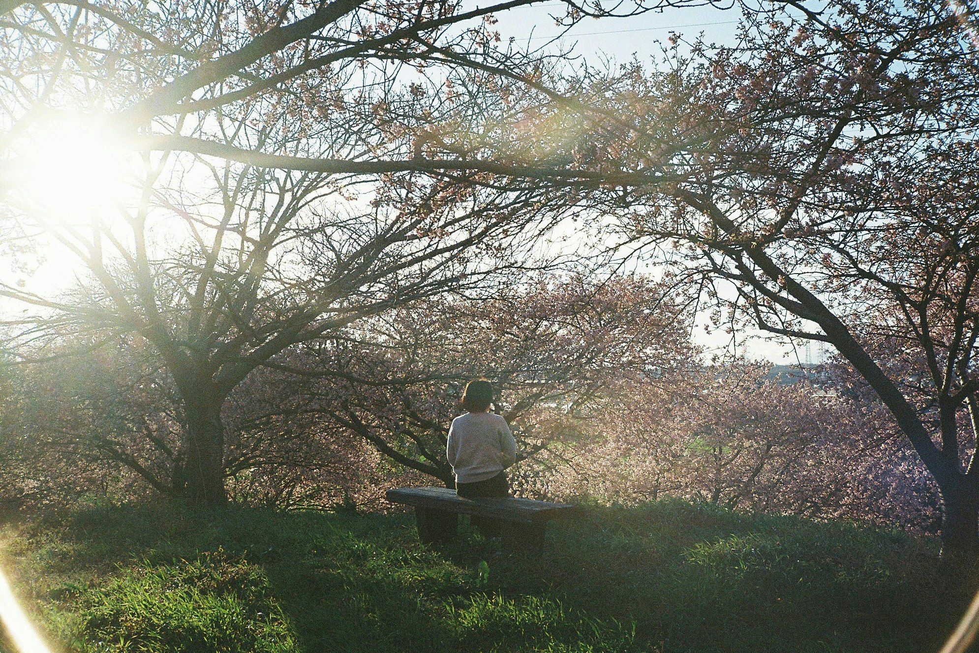桜の並木の下でベンチに座る人の後ろ姿