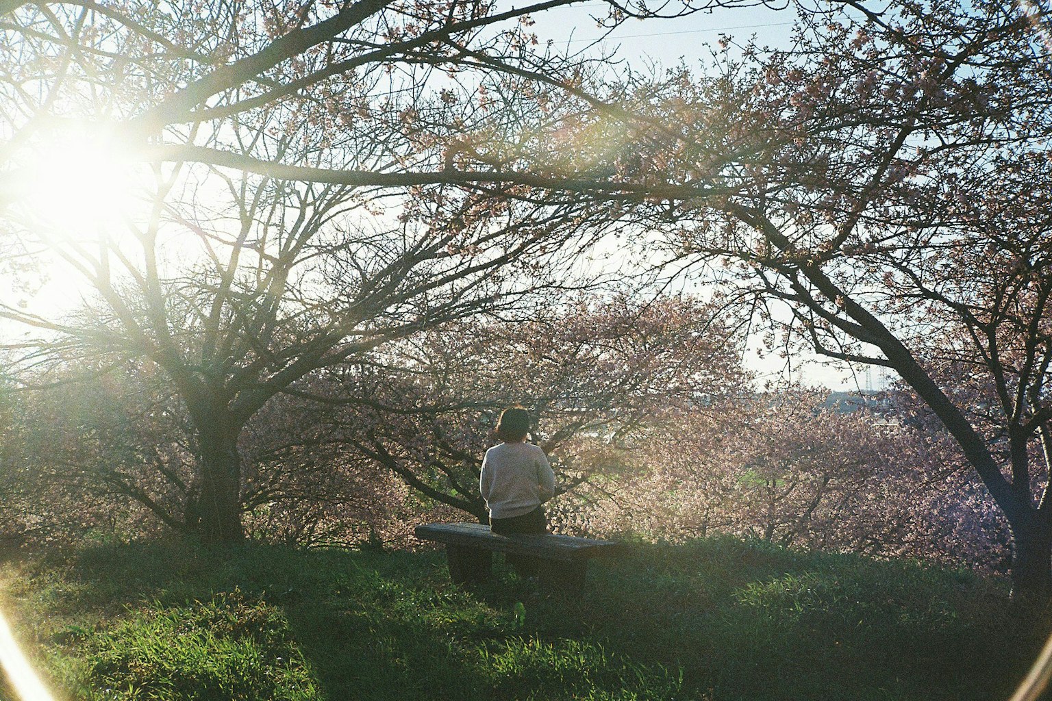 Silhouette einer Person, die unter Kirschbäumen sitzt, mit hellem Sonnenlicht