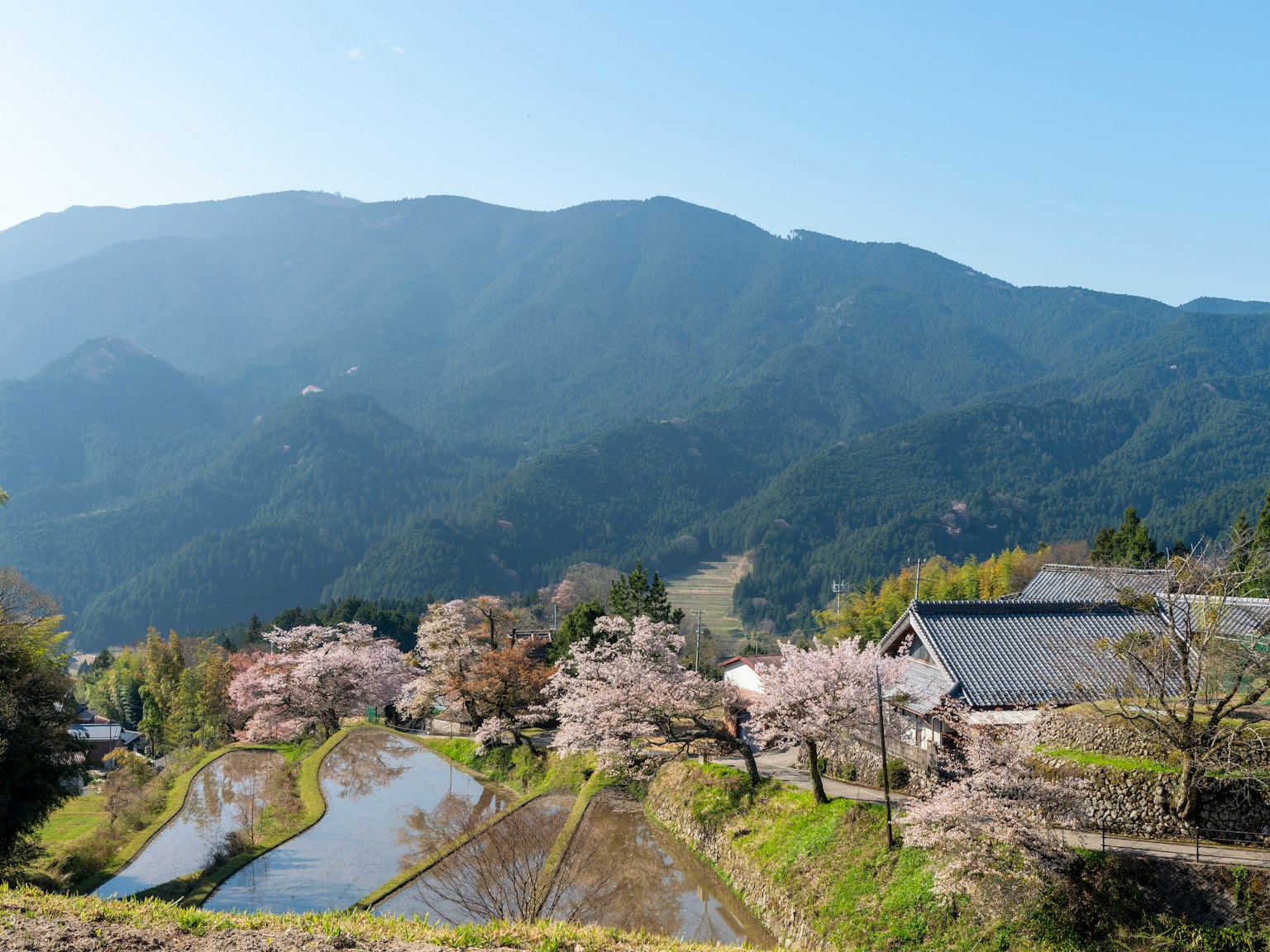 Pemandangan indah pohon sakura dan sawah dengan pegunungan di latar belakang