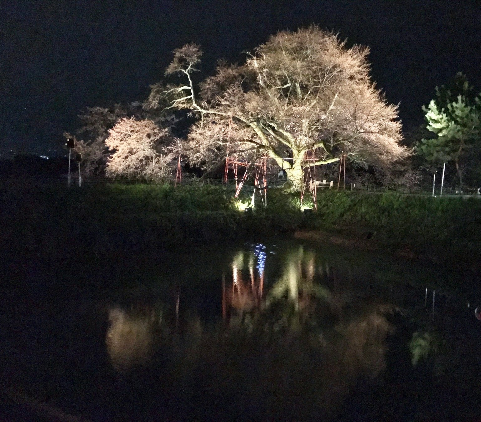 Pohon sakura yang diterangi di malam hari dengan refleksi di air
