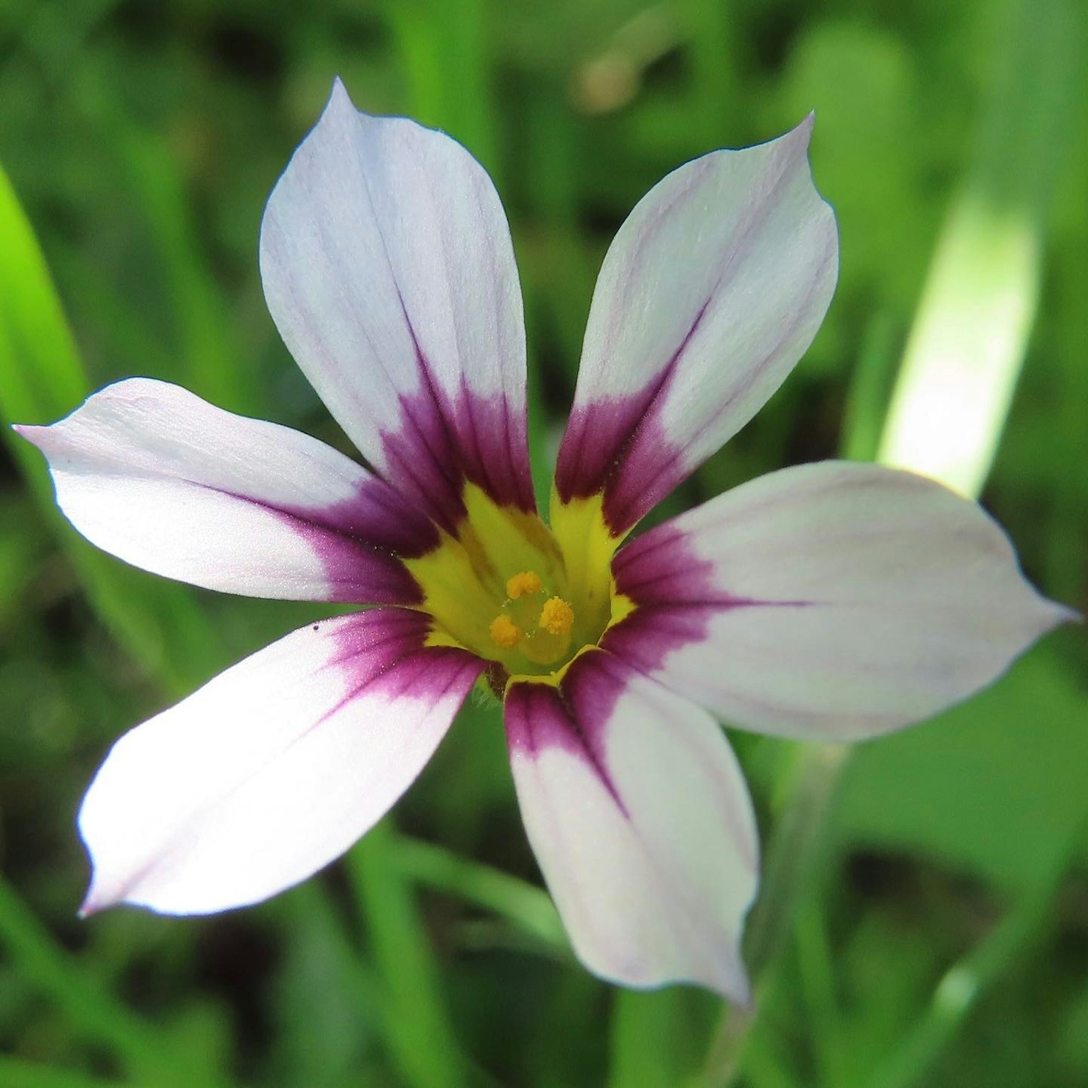 Eine weiße und lila Blume blüht vor einem grünen Hintergrund