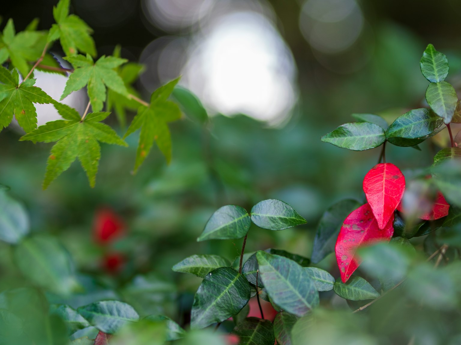 Natural scene featuring green leaves and red flowers