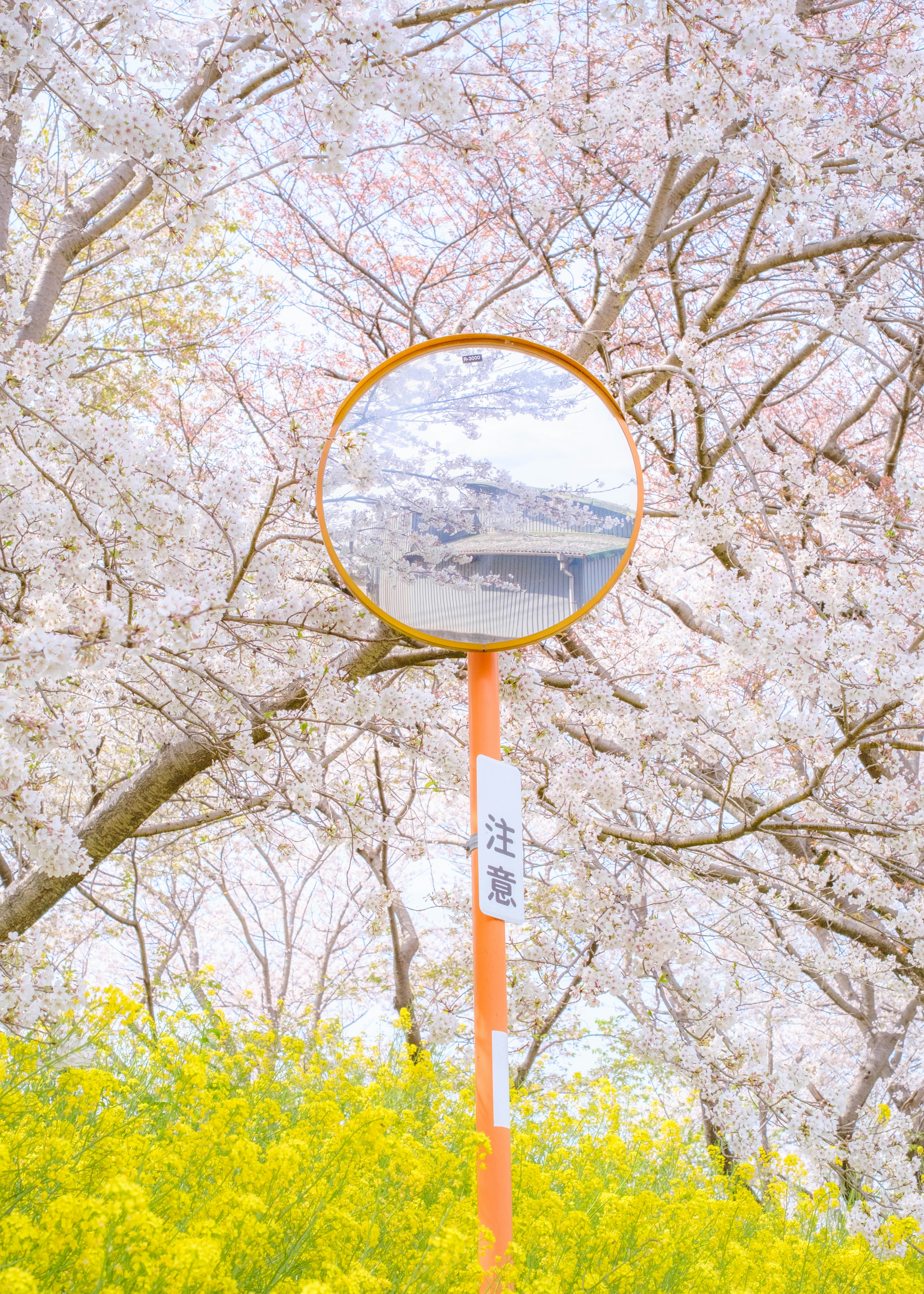 桜の木の下にあるカーブミラー越しの景色