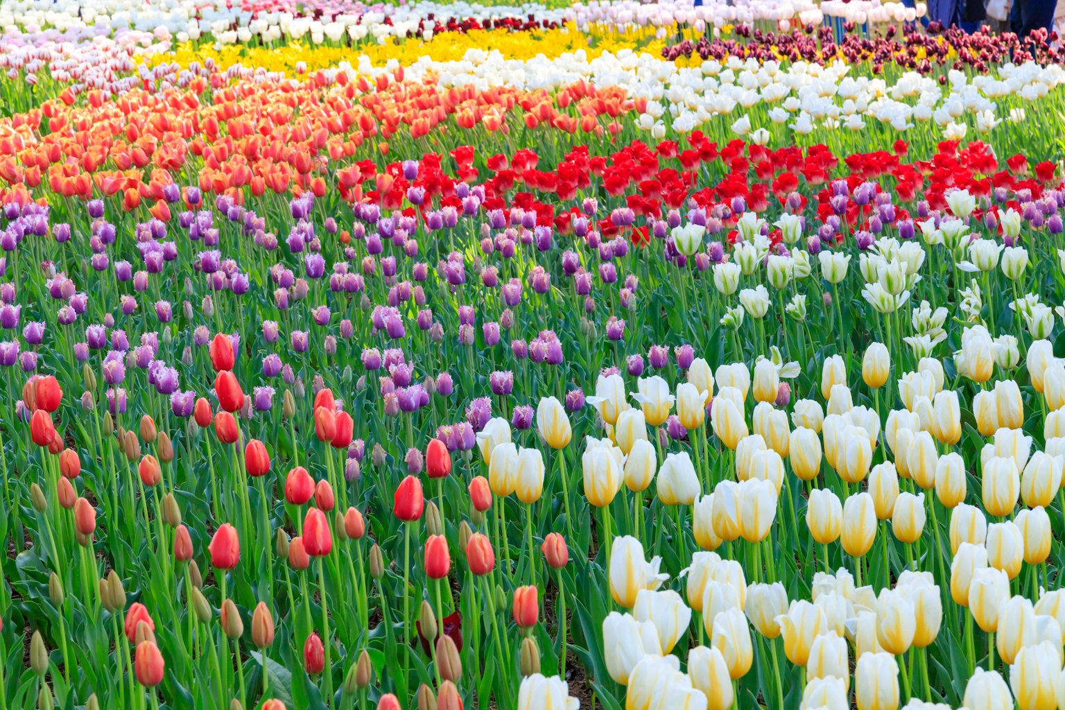 Ein lebhaftes Blumenfeld voller bunter Tulpen in verschiedenen Schattierungen