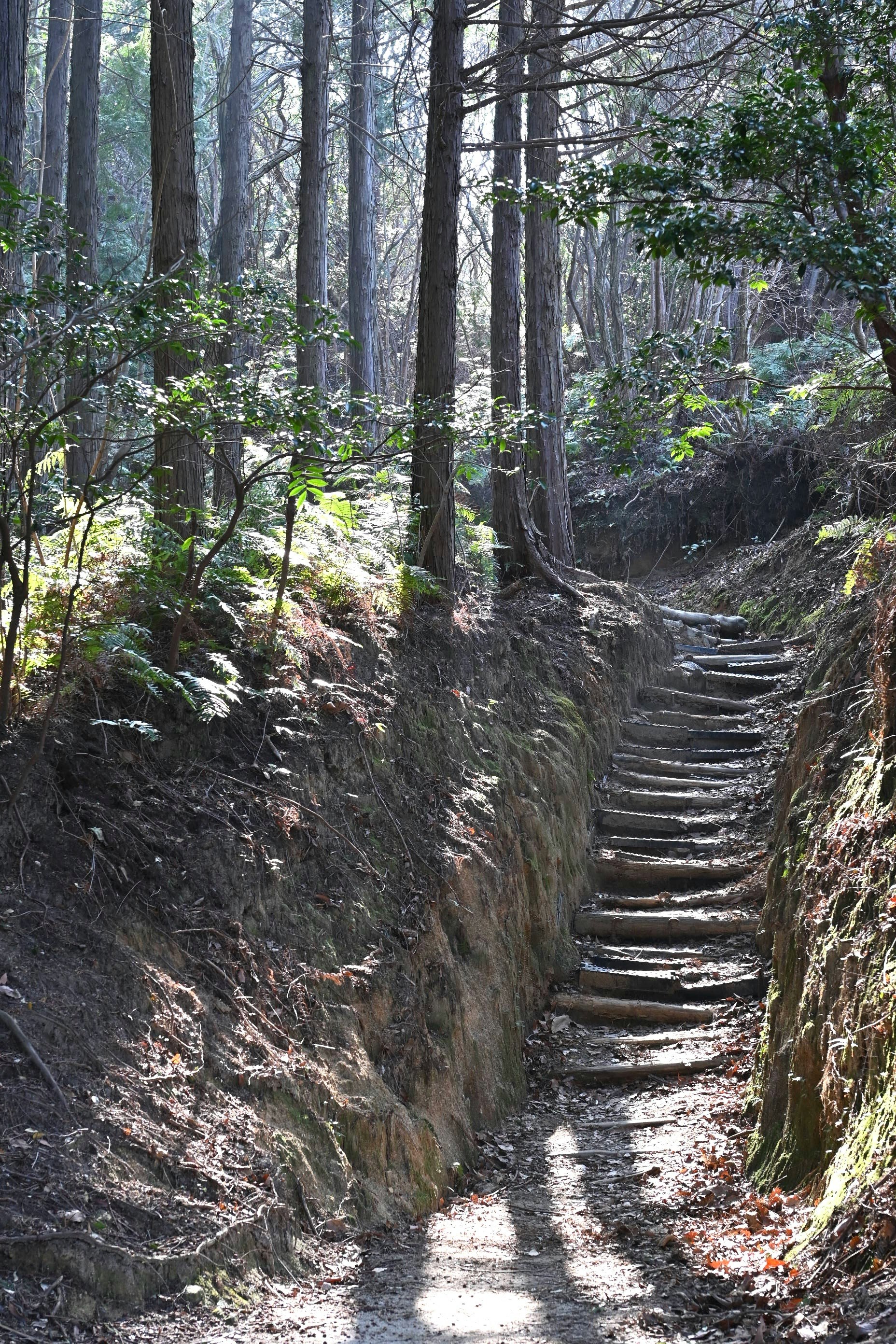 森の山道を続く階段状のトレイルの風景
