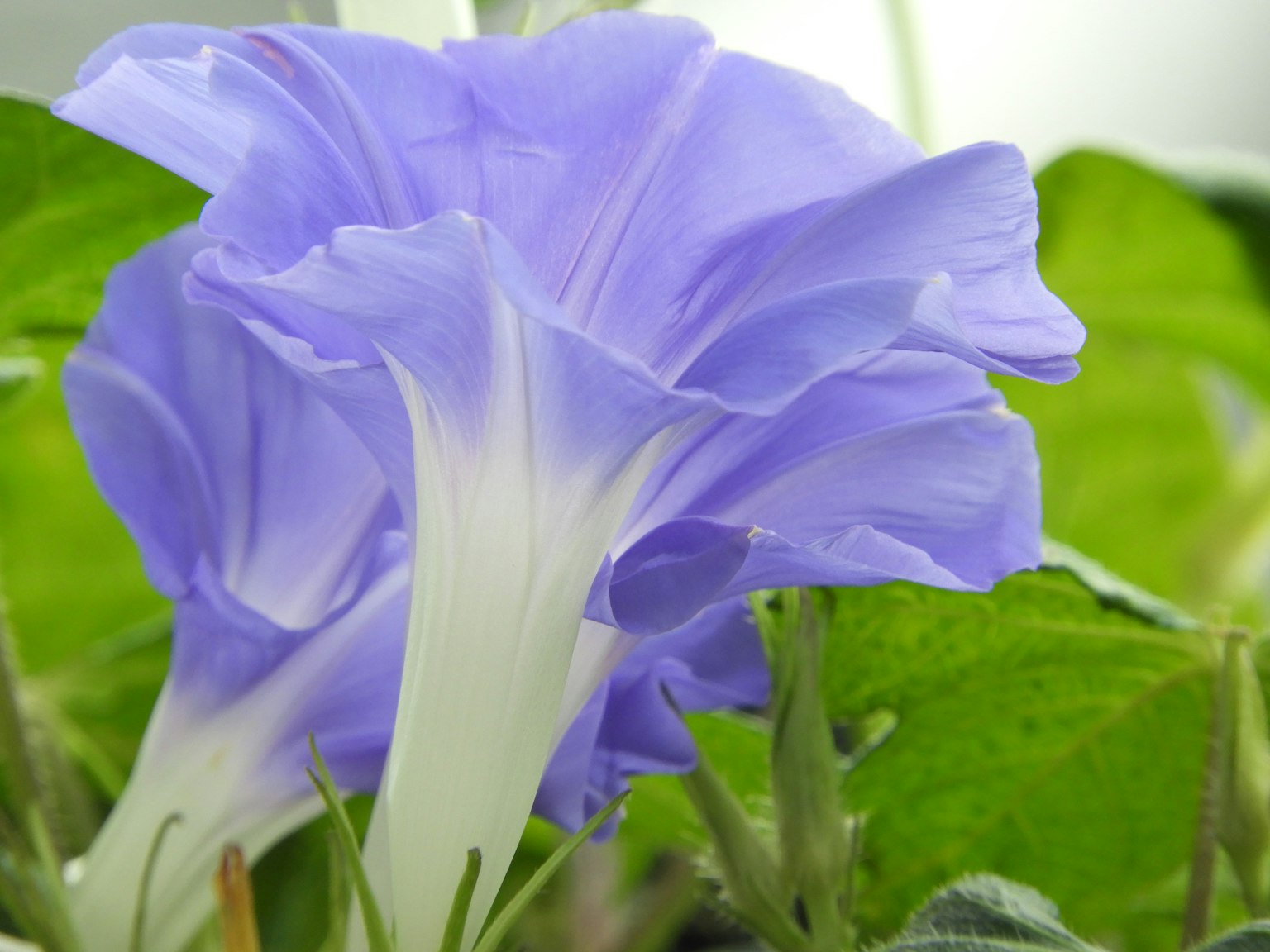 Fleur de gloire du matin avec des pétales bleu-violet et des feuilles vertes
