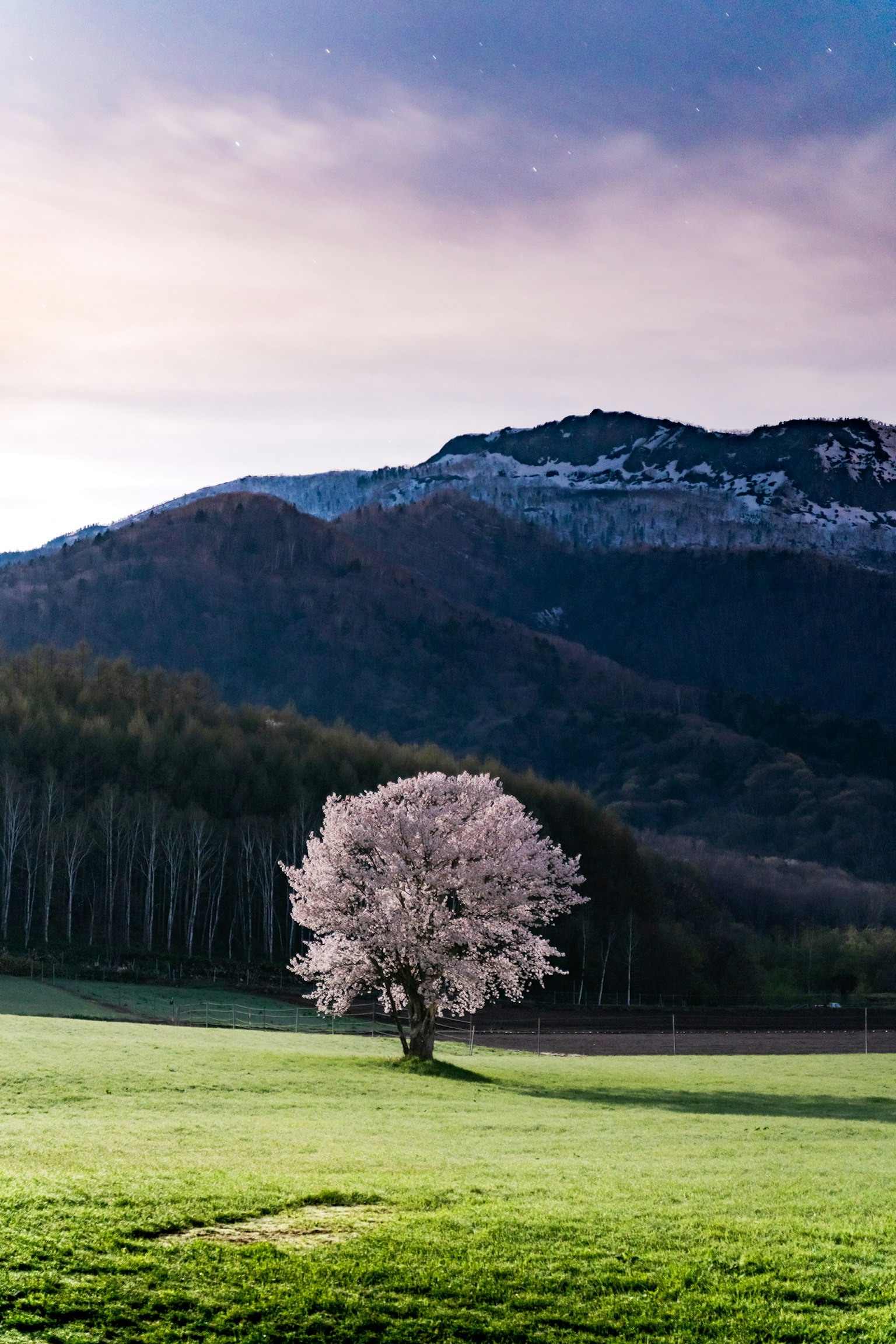 A beautiful cherry blossom tree stands on a green meadow with mountains in the background