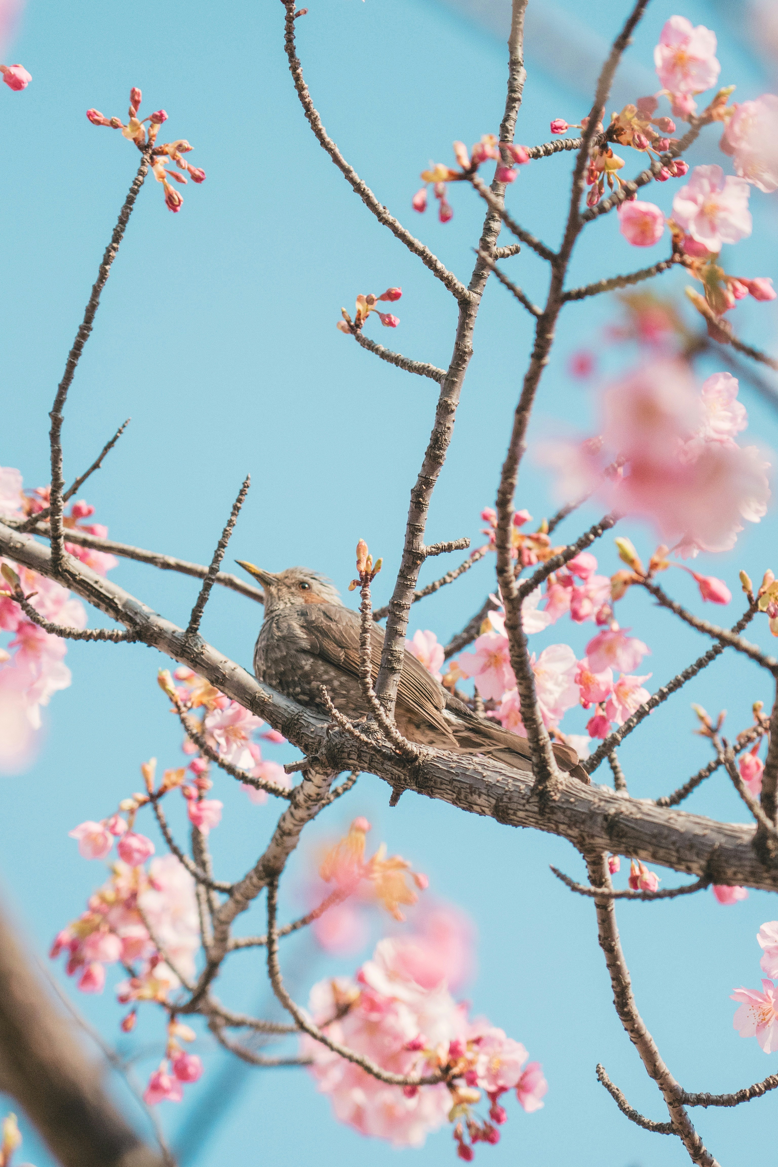 kleiner Vogel auf einem Ast zwischen Kirschblüten