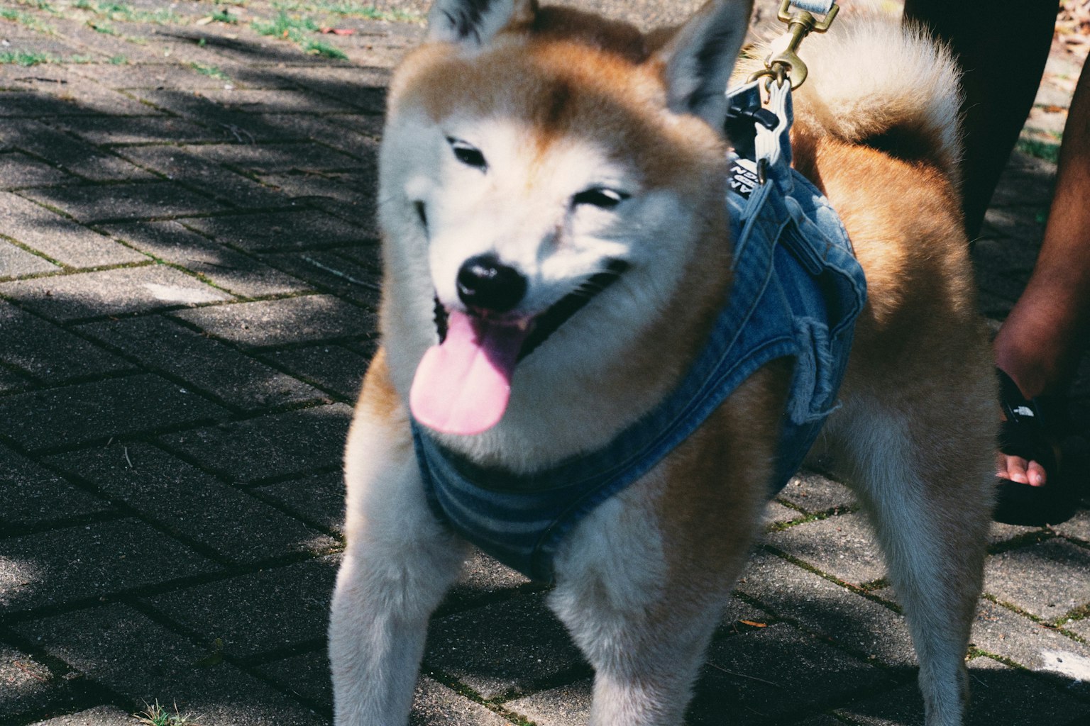 Shiba Inu che indossa un'imbracatura blu in piedi felicemente