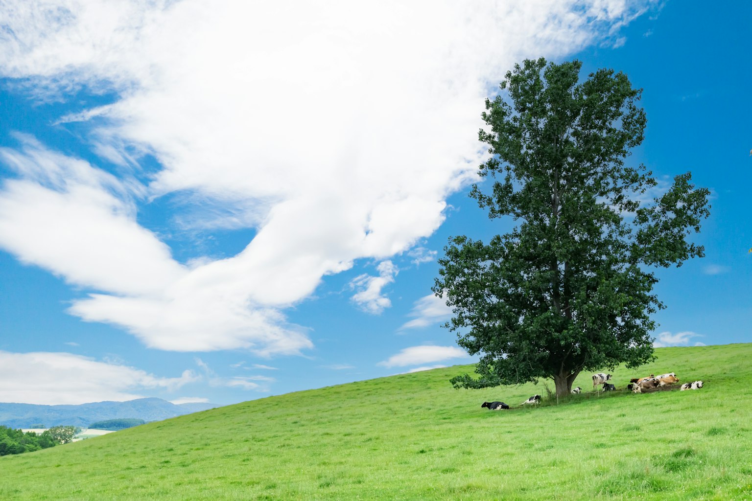 Un grand arbre sur une colline verdoyante sous un ciel bleu avec des nuages blancs et des vaches paissant