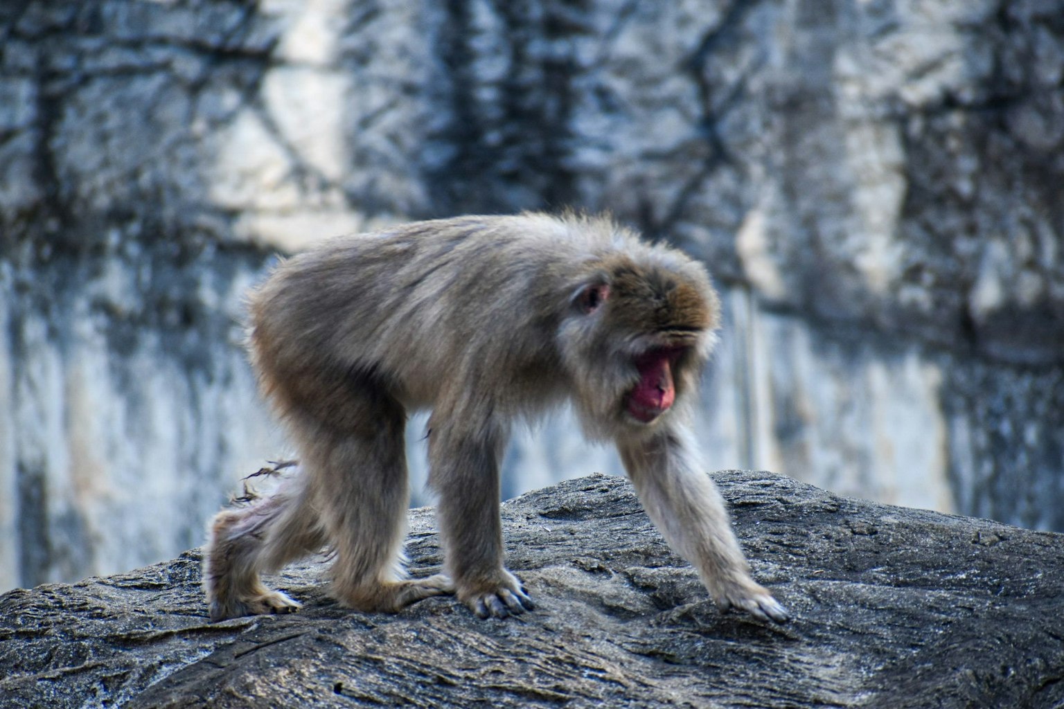 Un singe marchant sur une roche avec la bouche ouverte dans une expression apparemment en colère