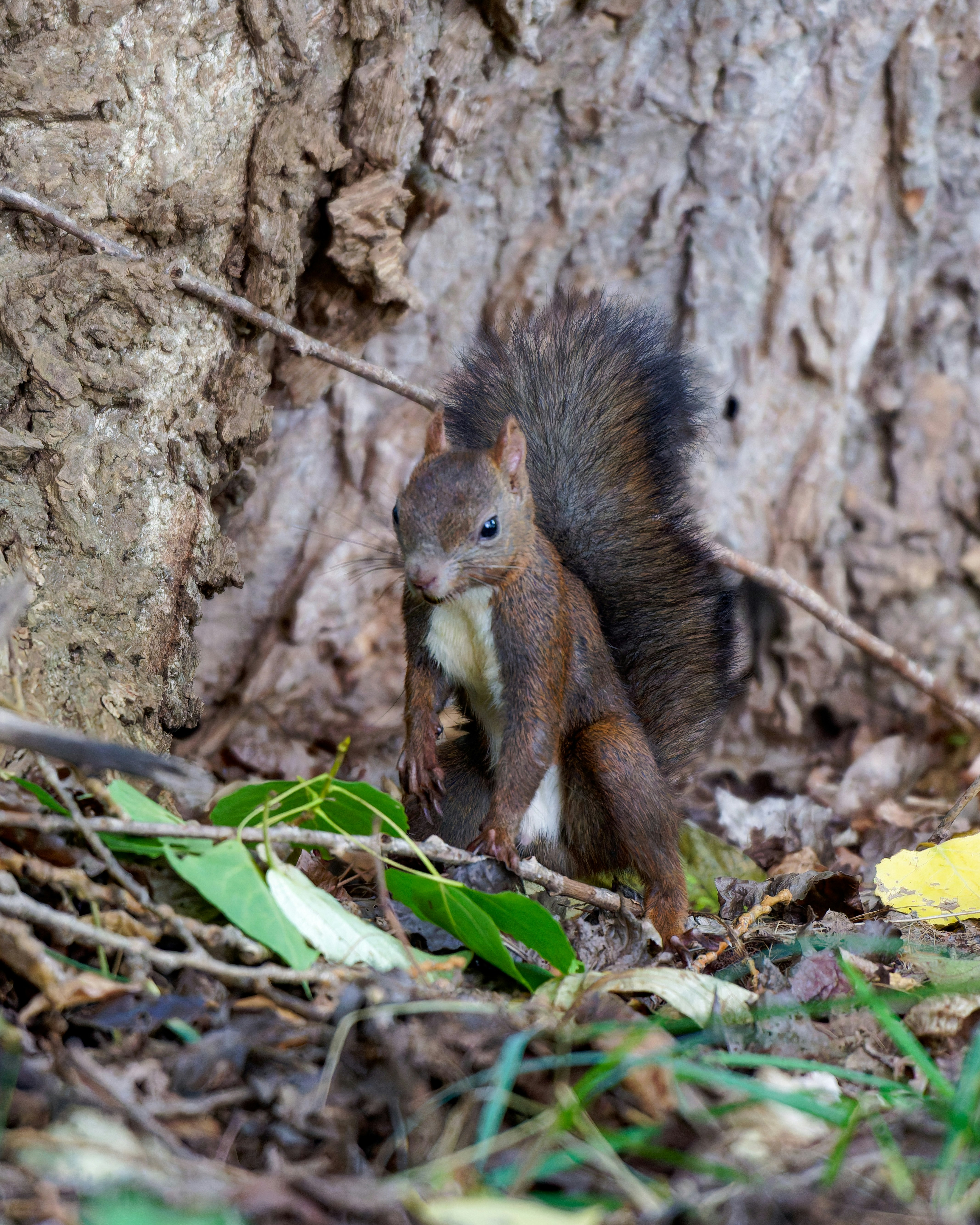 Ezo-Eichhörnchen hält eine Nuss nahe einem Baumstamm