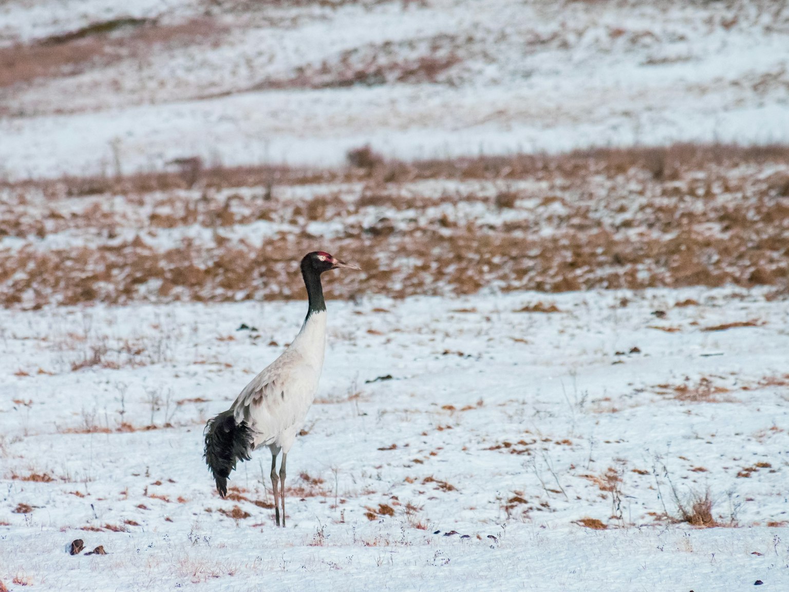 Ein Kranich steht auf weißem Schnee mit natürlicher Umgebung