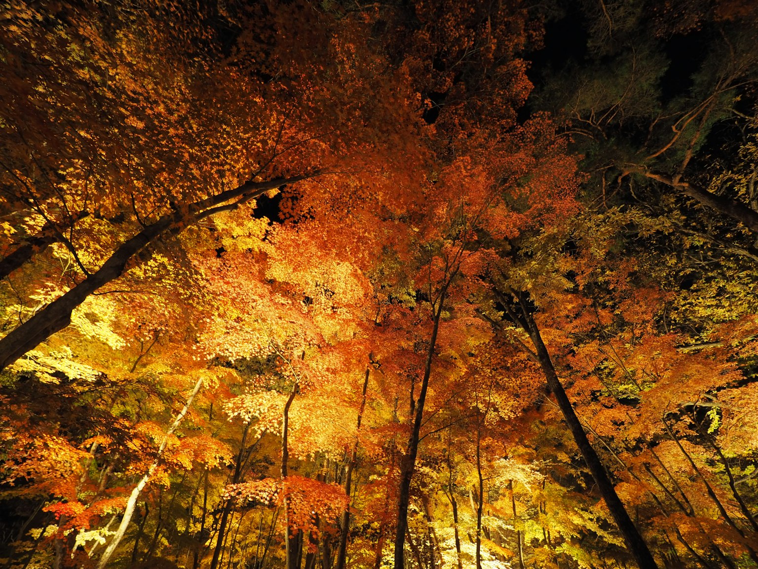 Vista del dosel forestal lleno de follaje de otoño