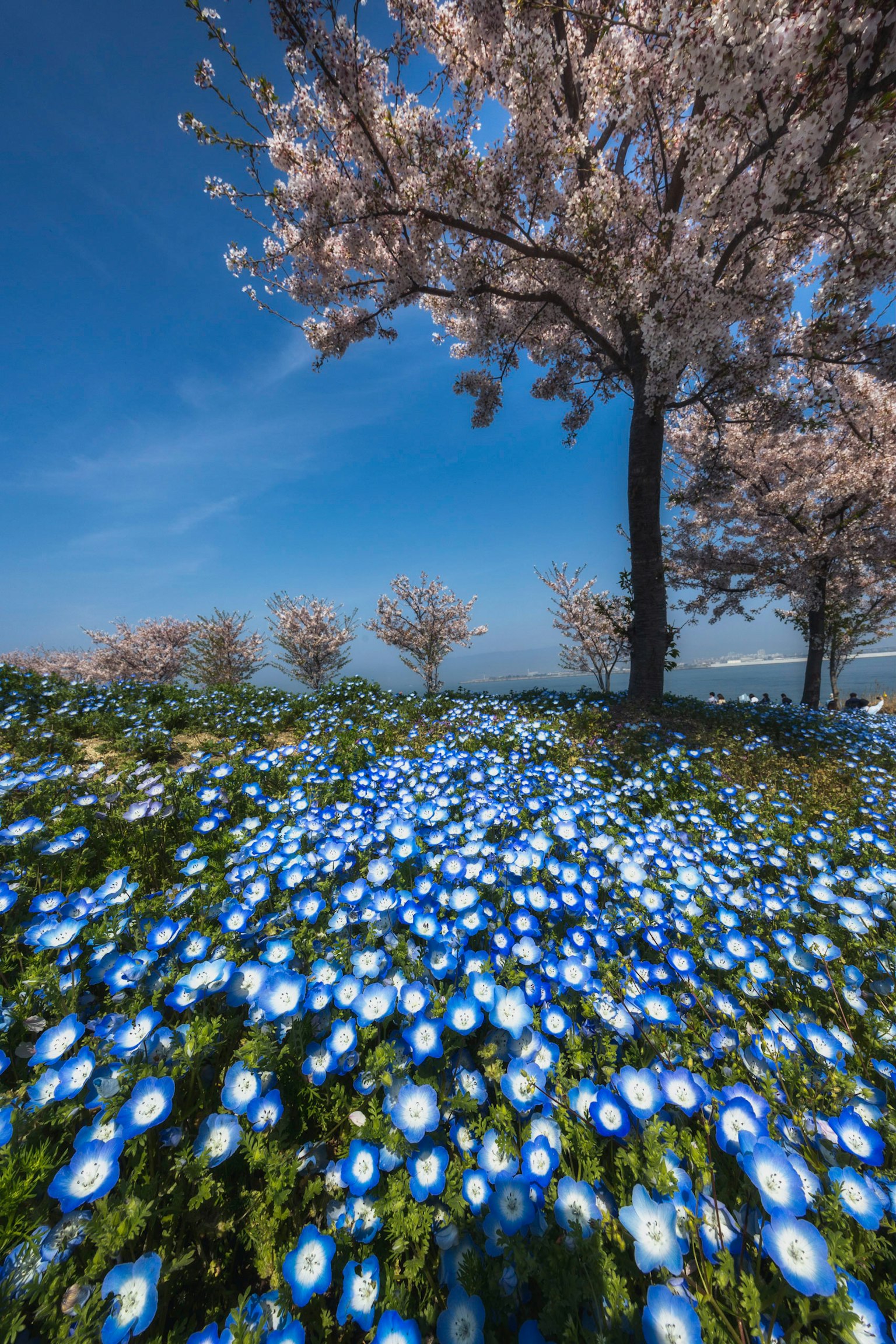 Lebendige blaue Blumen mit Kirschbäumen unter einem klaren blauen Himmel