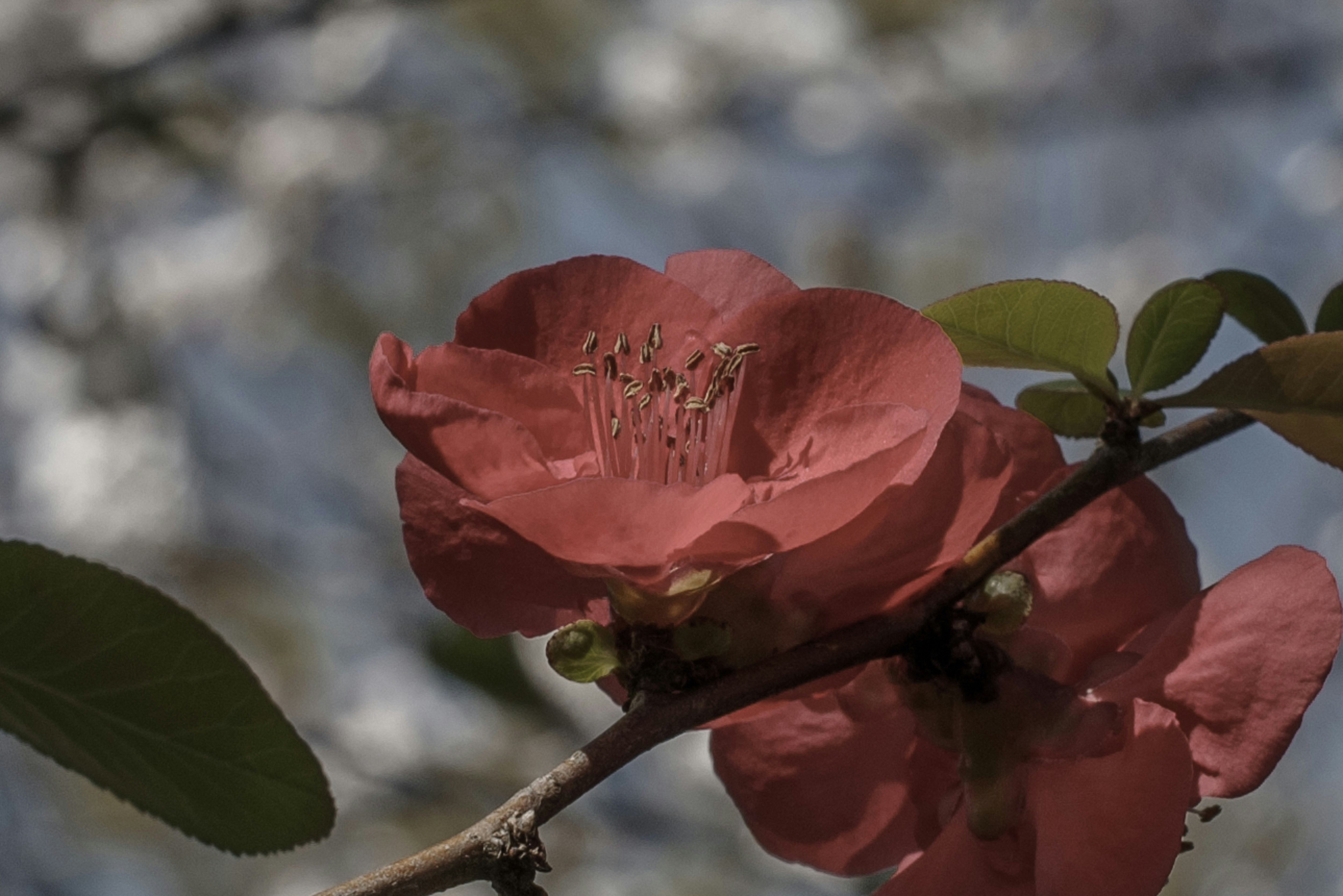 Cành mùa xuân với hoa đỏ và nền bokeh mờ