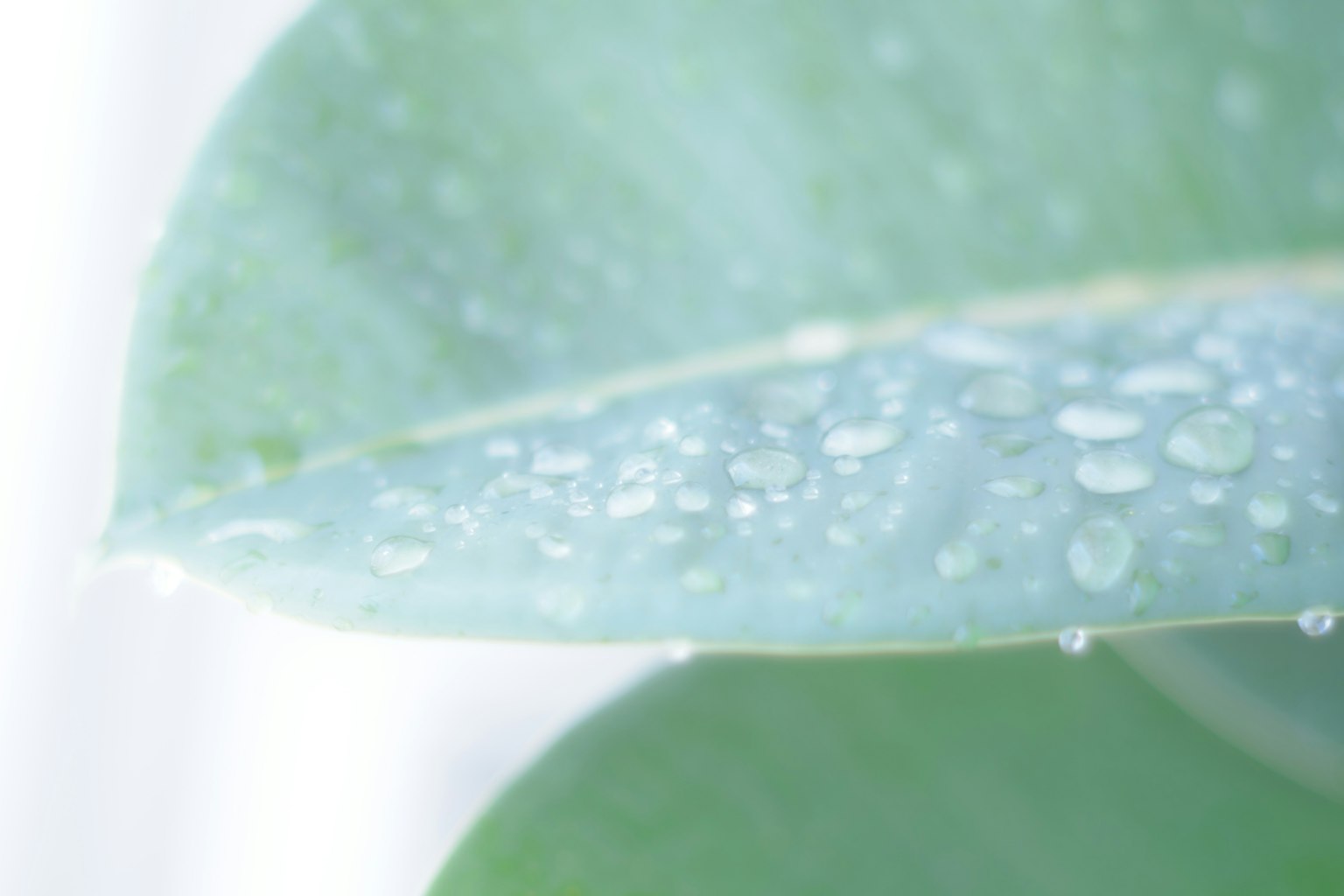 Close-up daun tanaman hijau dengan tetesan air