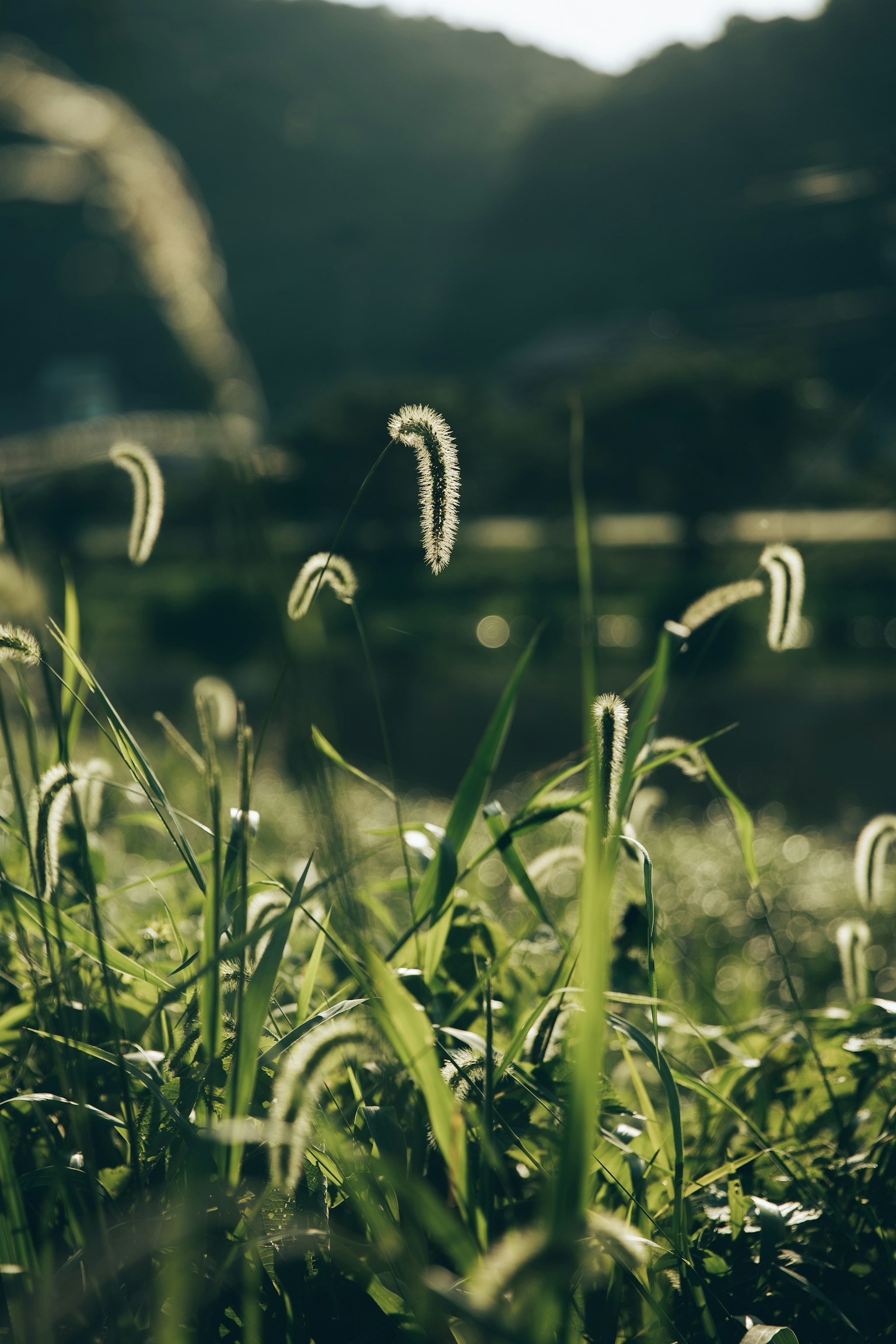 Paesaggio naturale con erba verde e spighe bianche