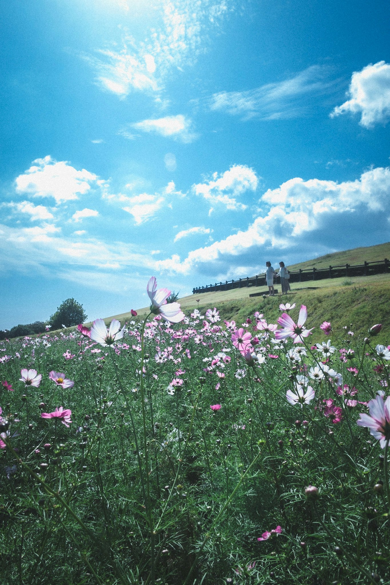丘の上の花畑と青空の下で遊ぶ人々