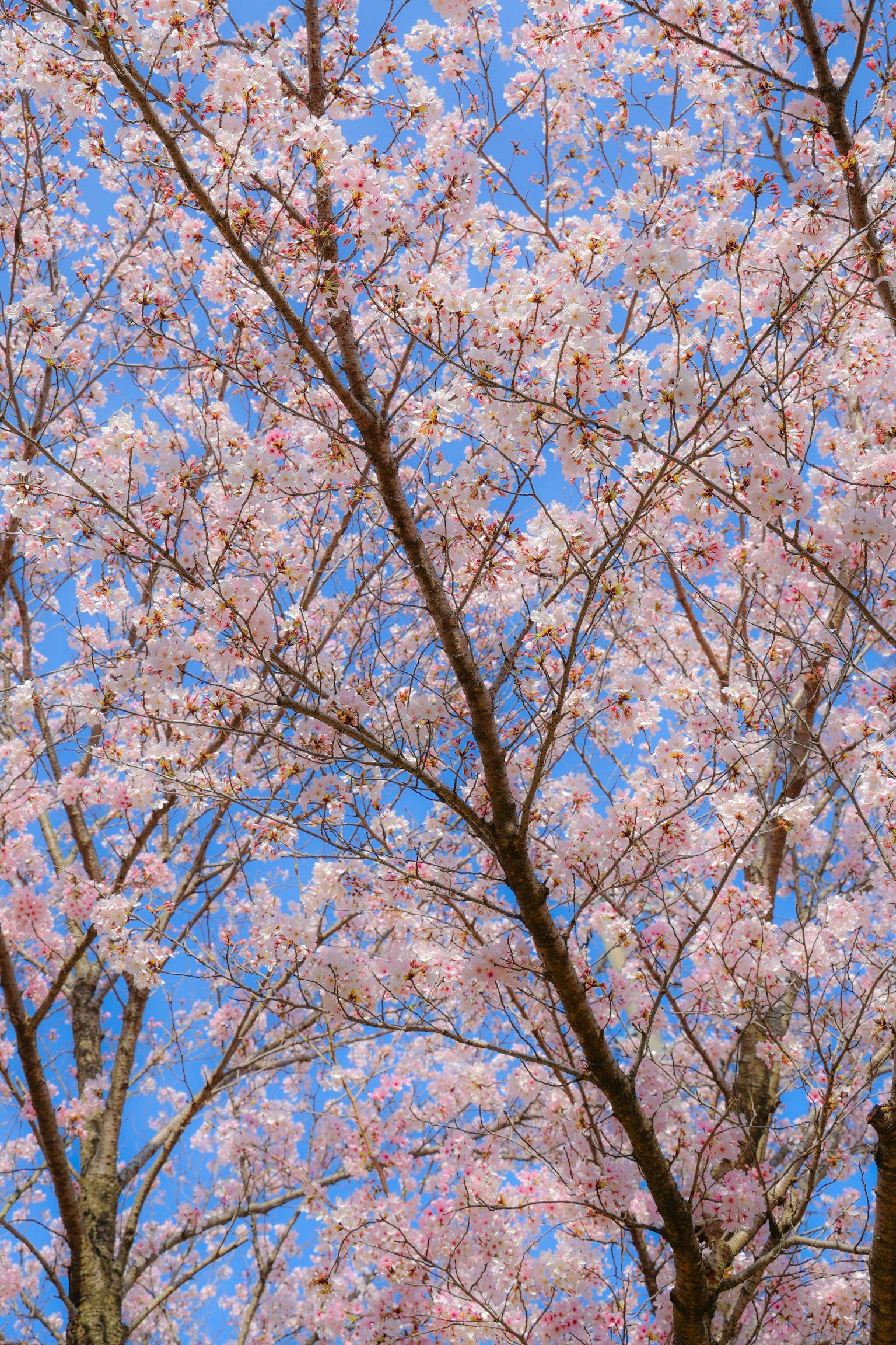Cabang pohon sakura dengan bunga merah muda di latar belakang langit biru