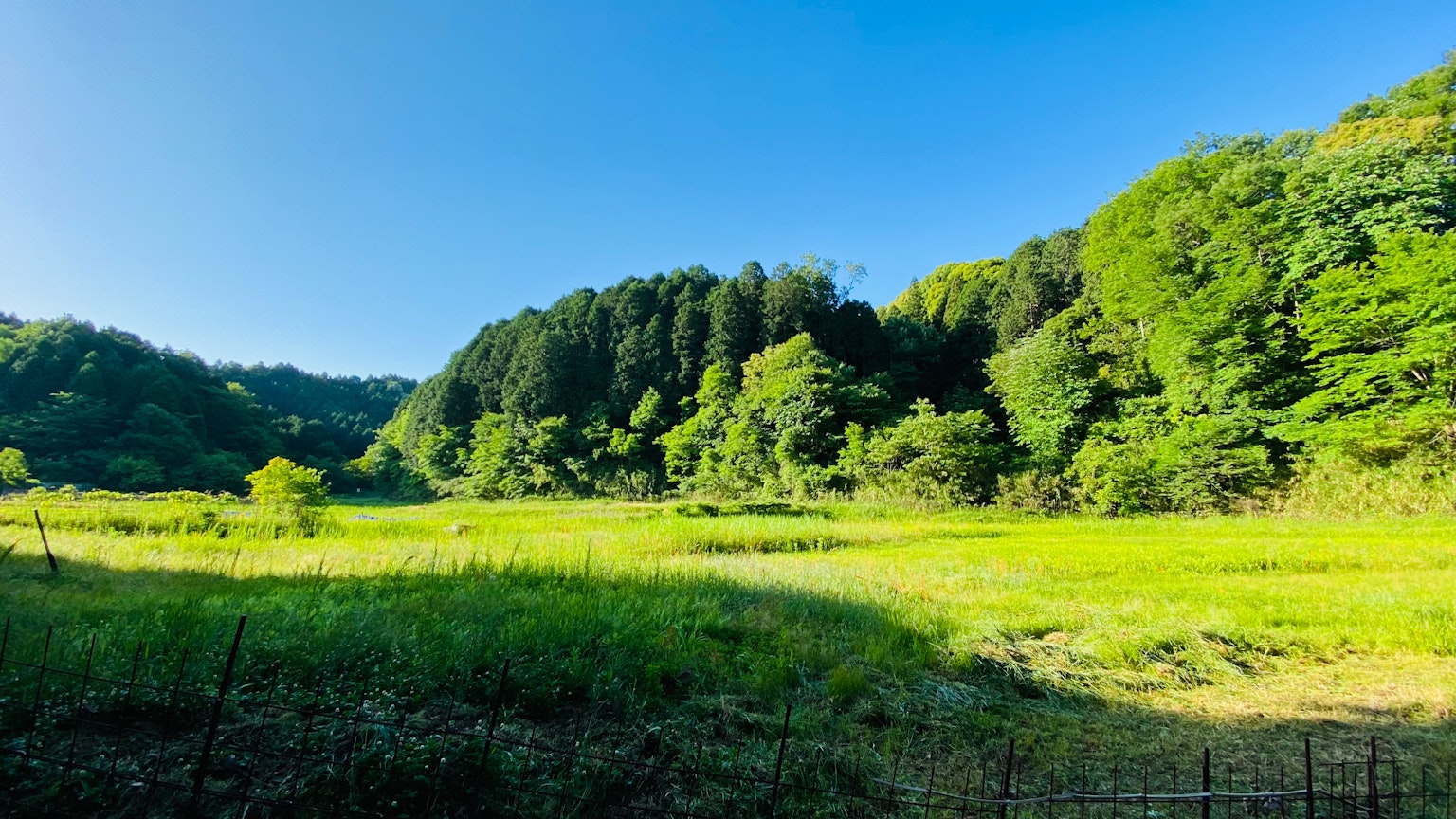 Lush green meadow and forest landscape under a blue sky