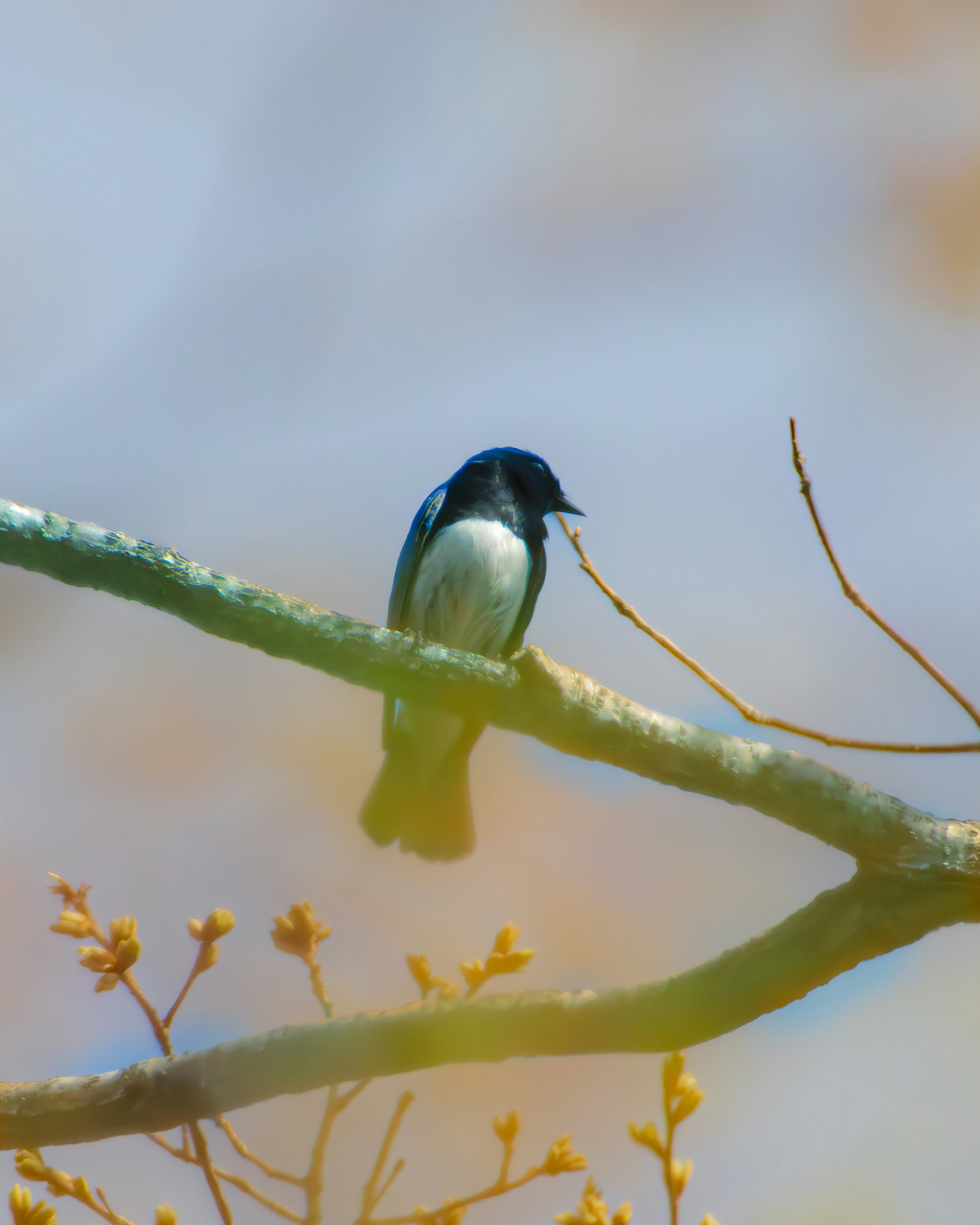 枝にとまるオオルリの野鳥