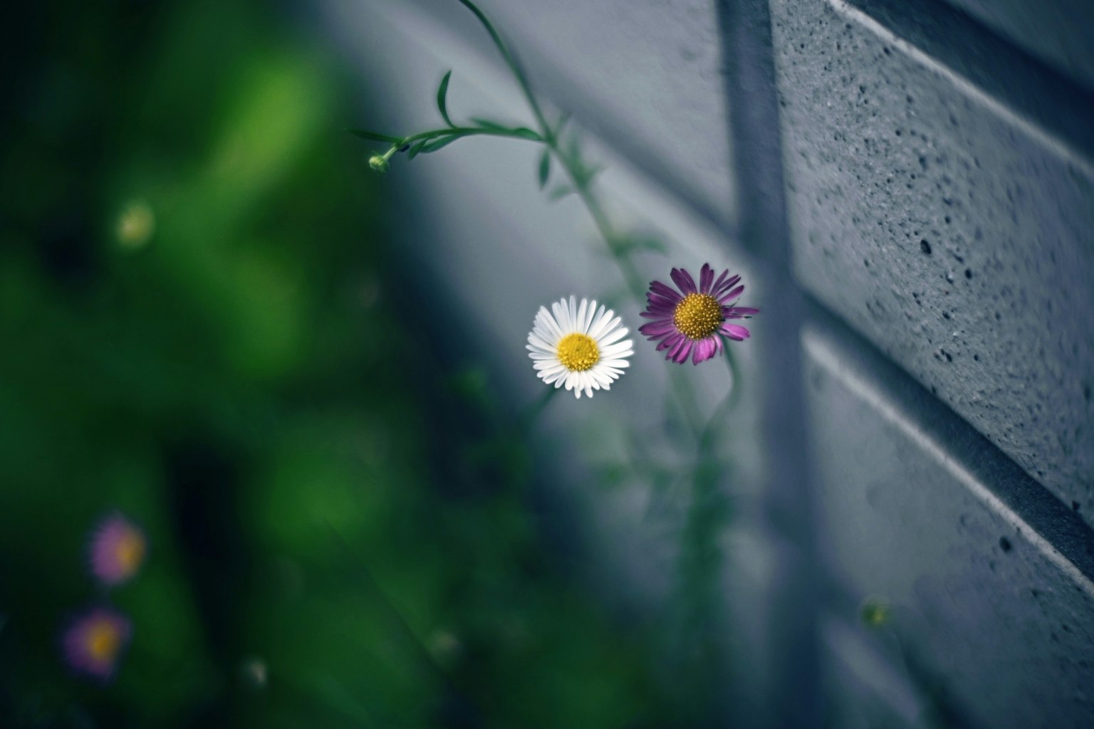 White flower and purple flower blooming next to a wall