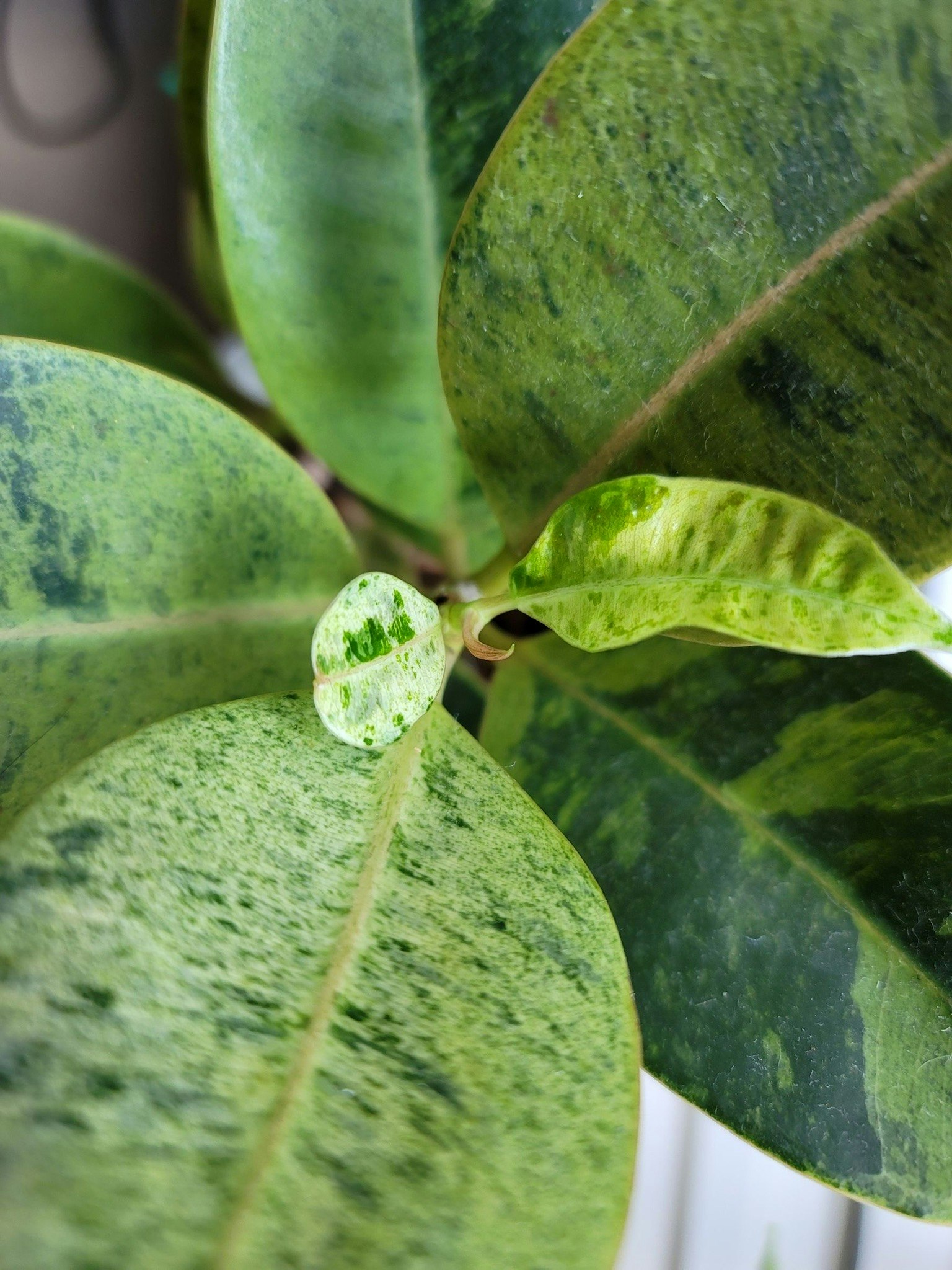 観葉植物の新芽と葉のクローズアップ
