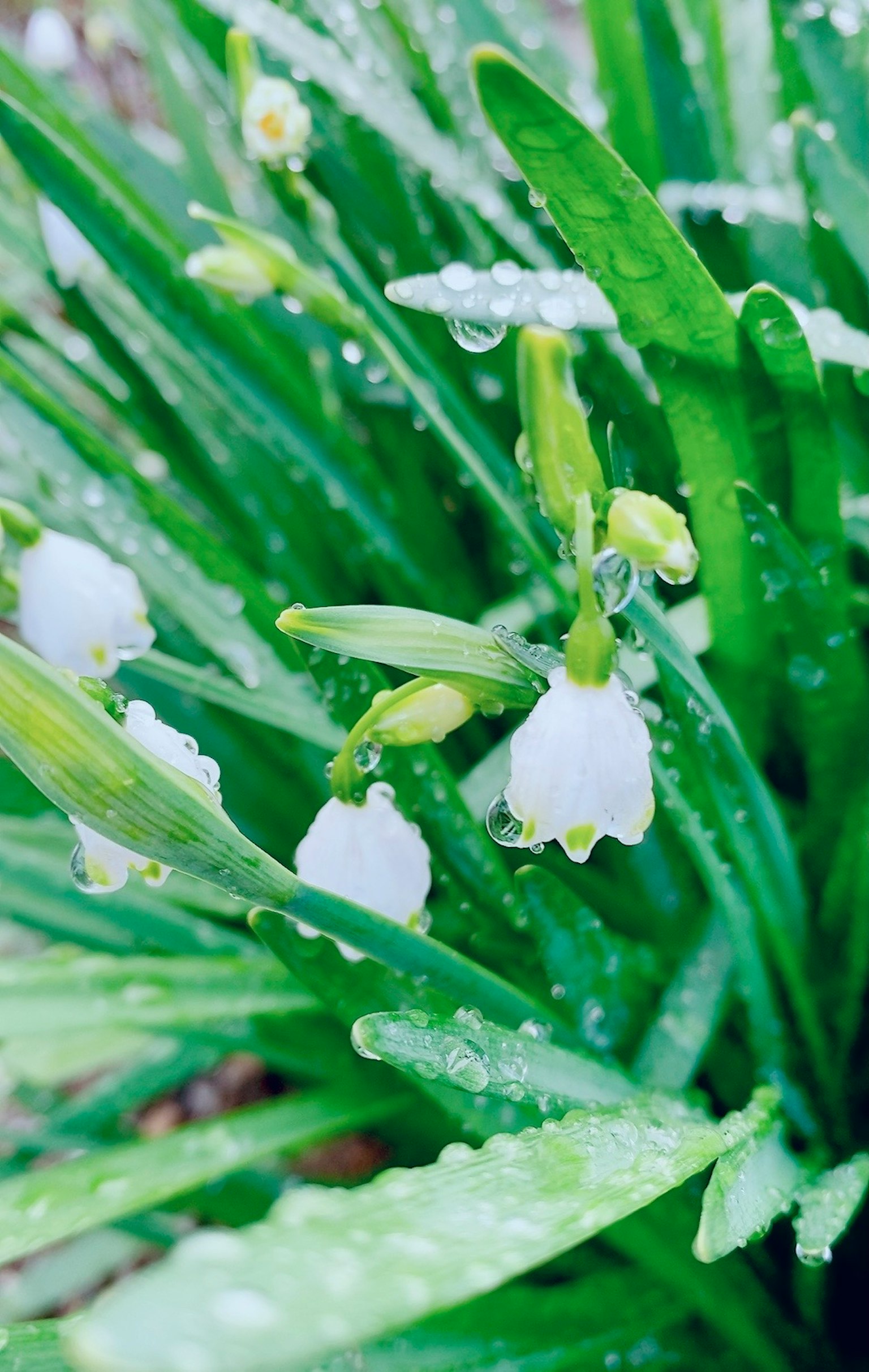 Fleurs de perce-neige avec des gouttes de pluie nichées parmi des feuilles vertes