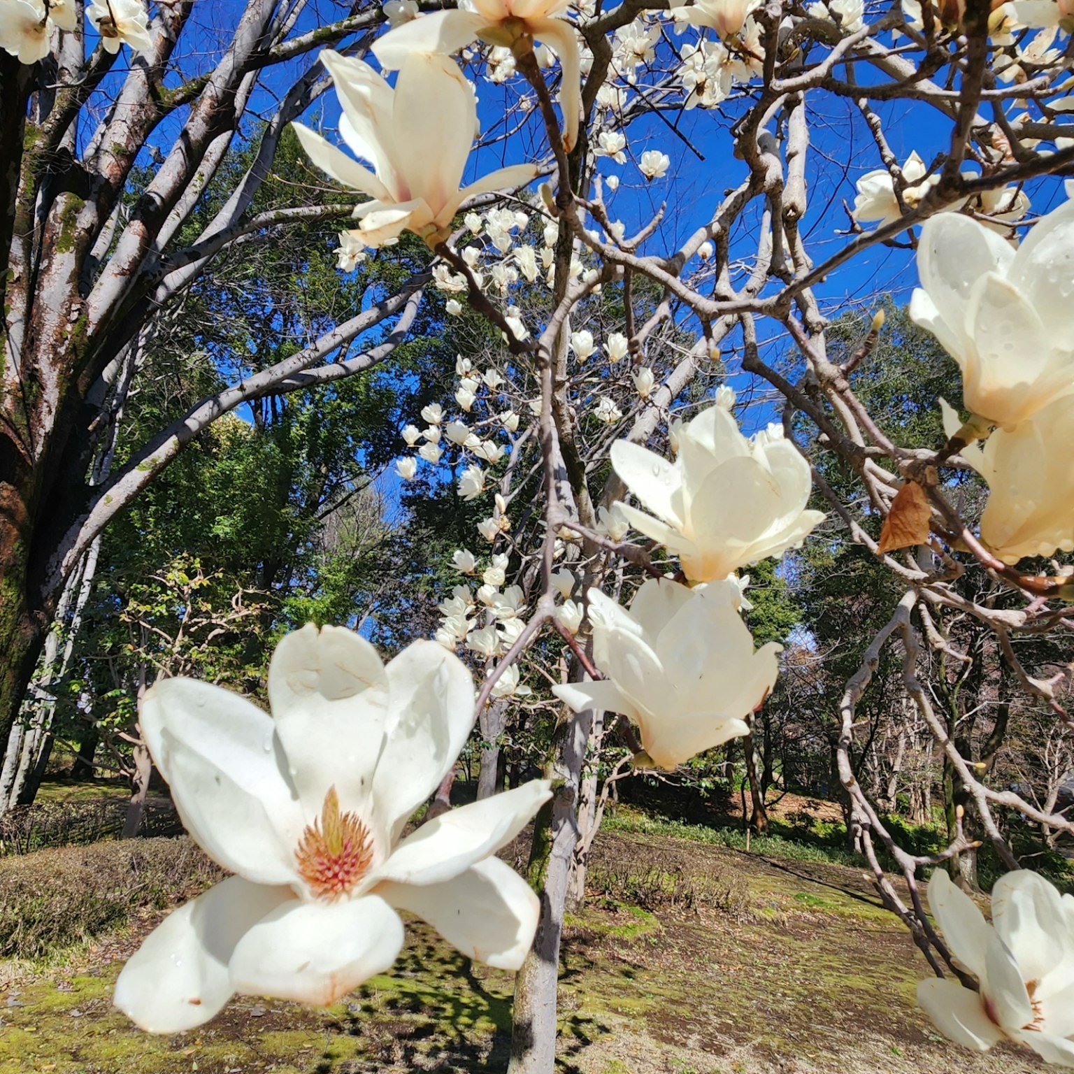 Zweige eines Baumes mit weißen Blumen vor blauem Himmel
