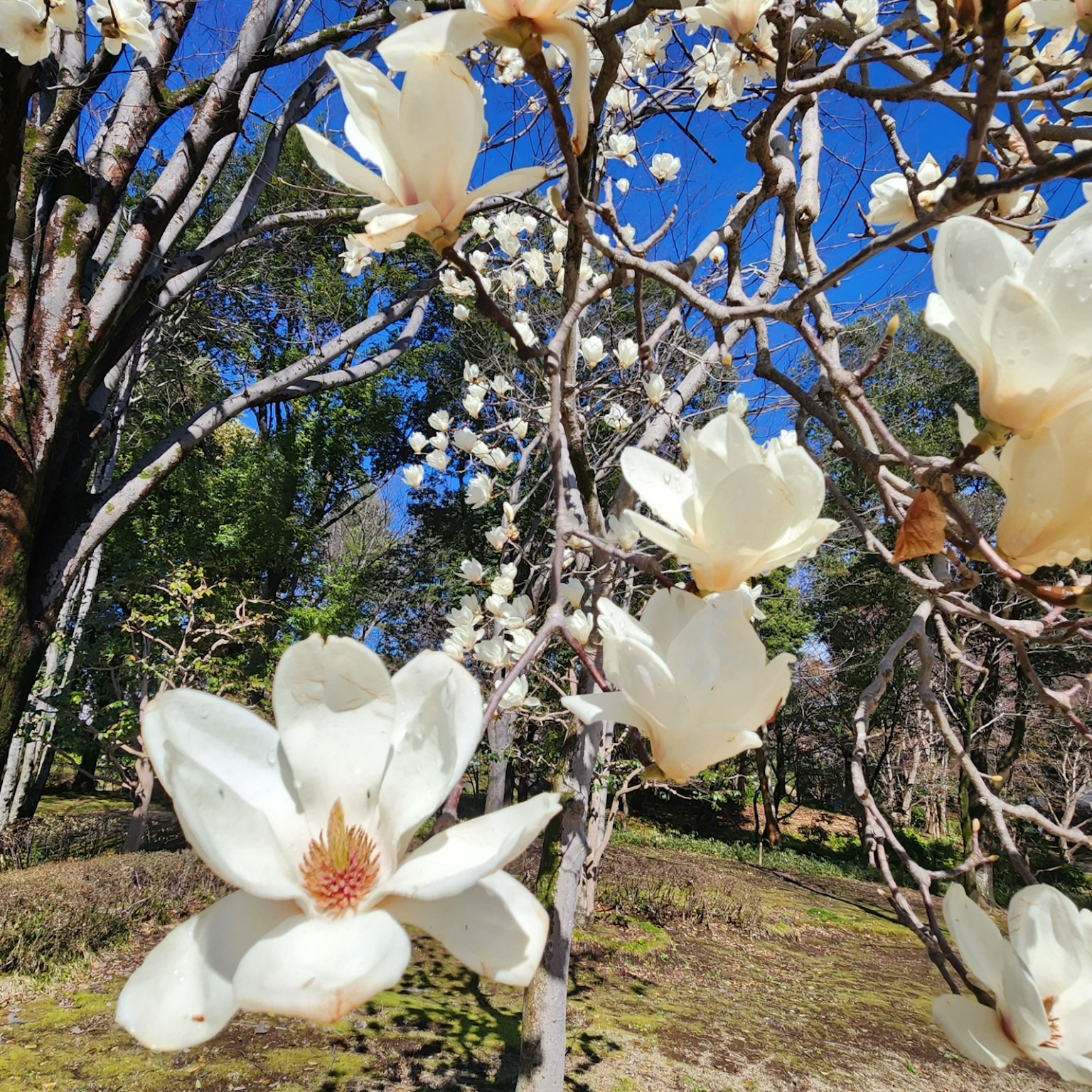 Branches d'un arbre avec des fleurs blanches sous un ciel bleu