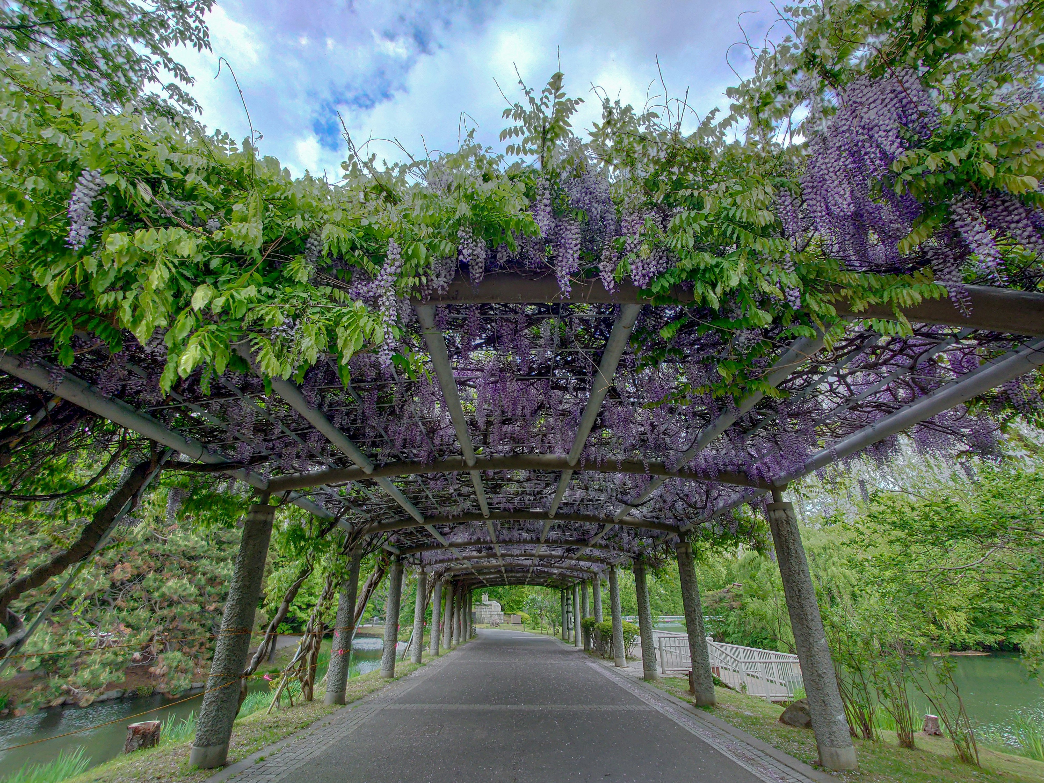 藤の花が垂れる並木の小道