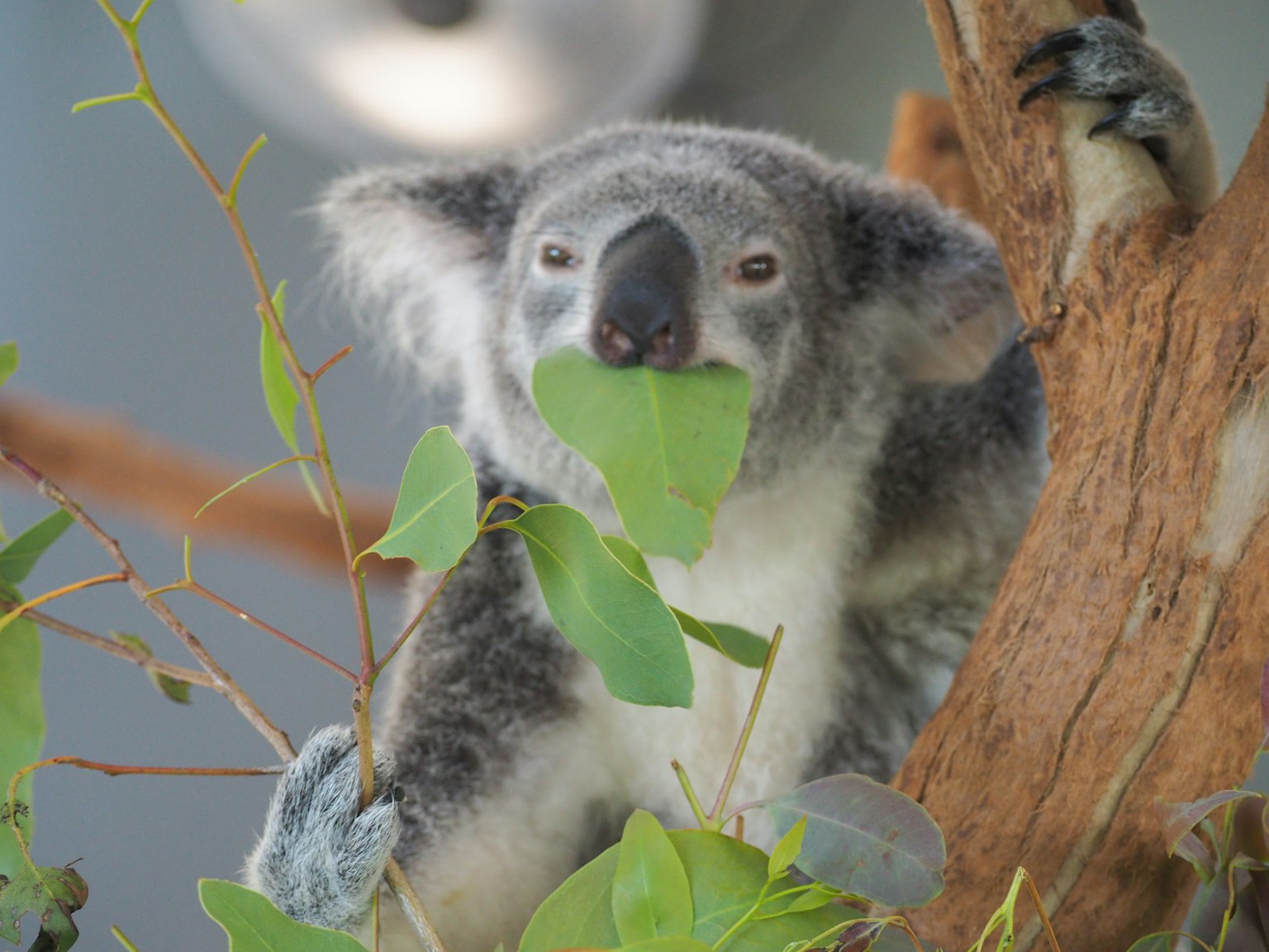 Koala sitting on a tree holding a leaf