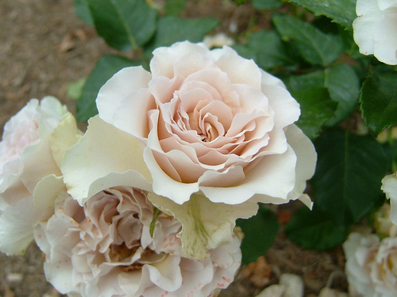 Helle rosa Rosenblüten blühen