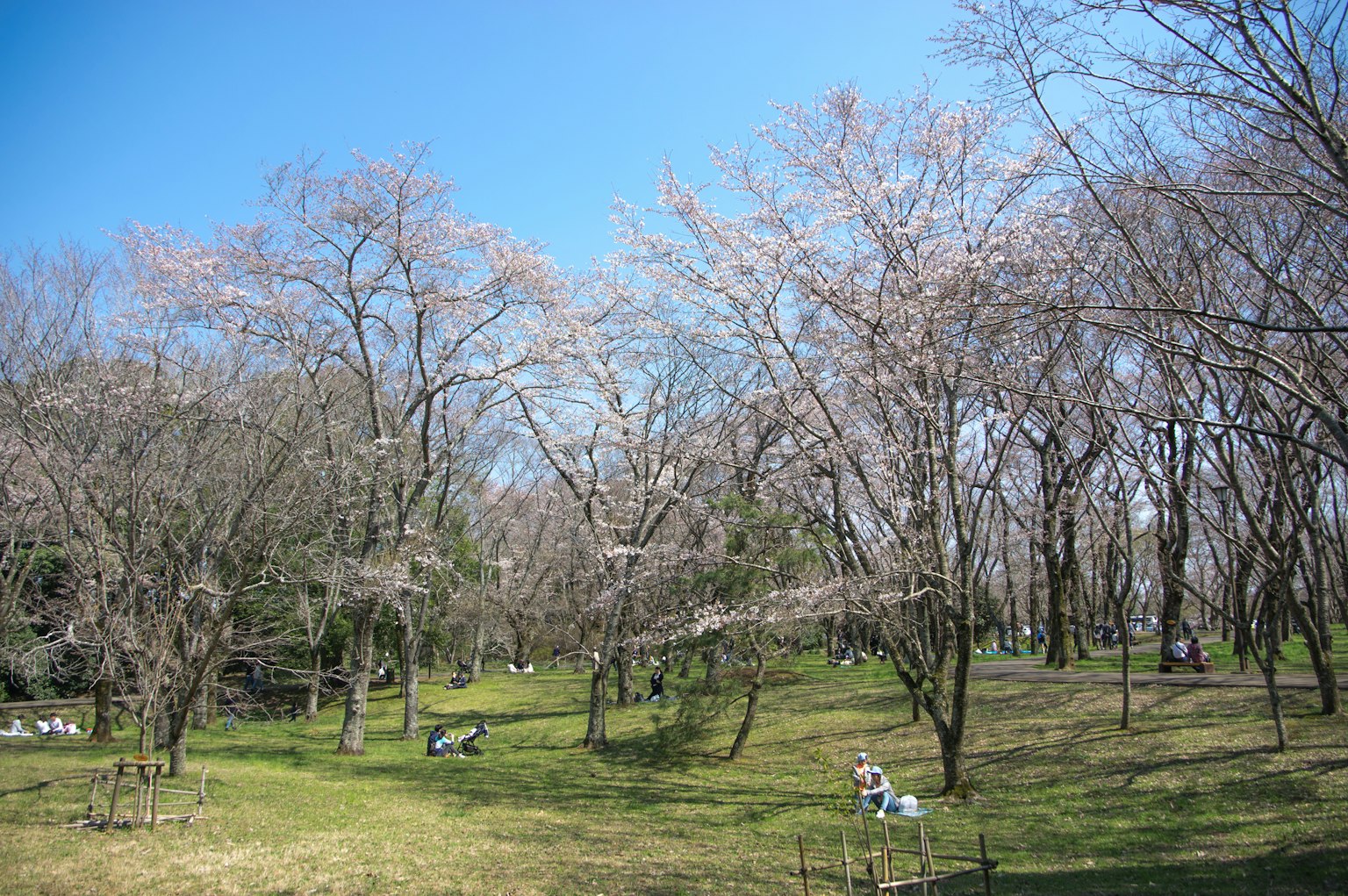 Alberi di ciliegio in fiore sotto un cielo blu chiaro con erba verde