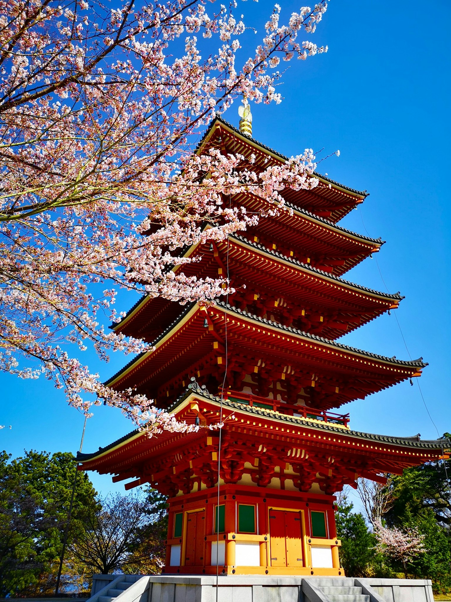 Beautiful view of a red five-story pagoda surrounded by blooming cherry blossoms