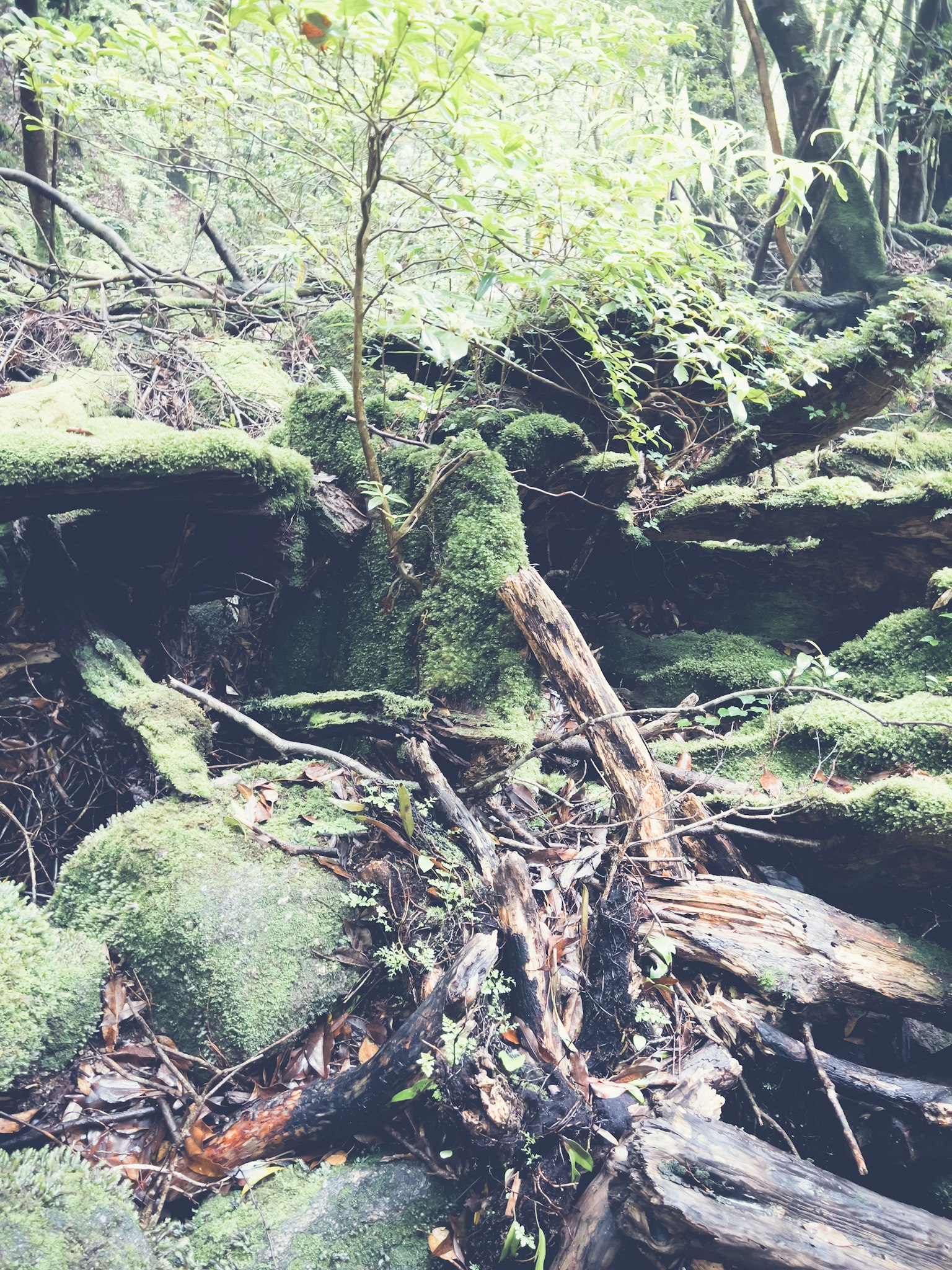 Waldszene mit moosbedeckten Felsen und einem kleinen Baum