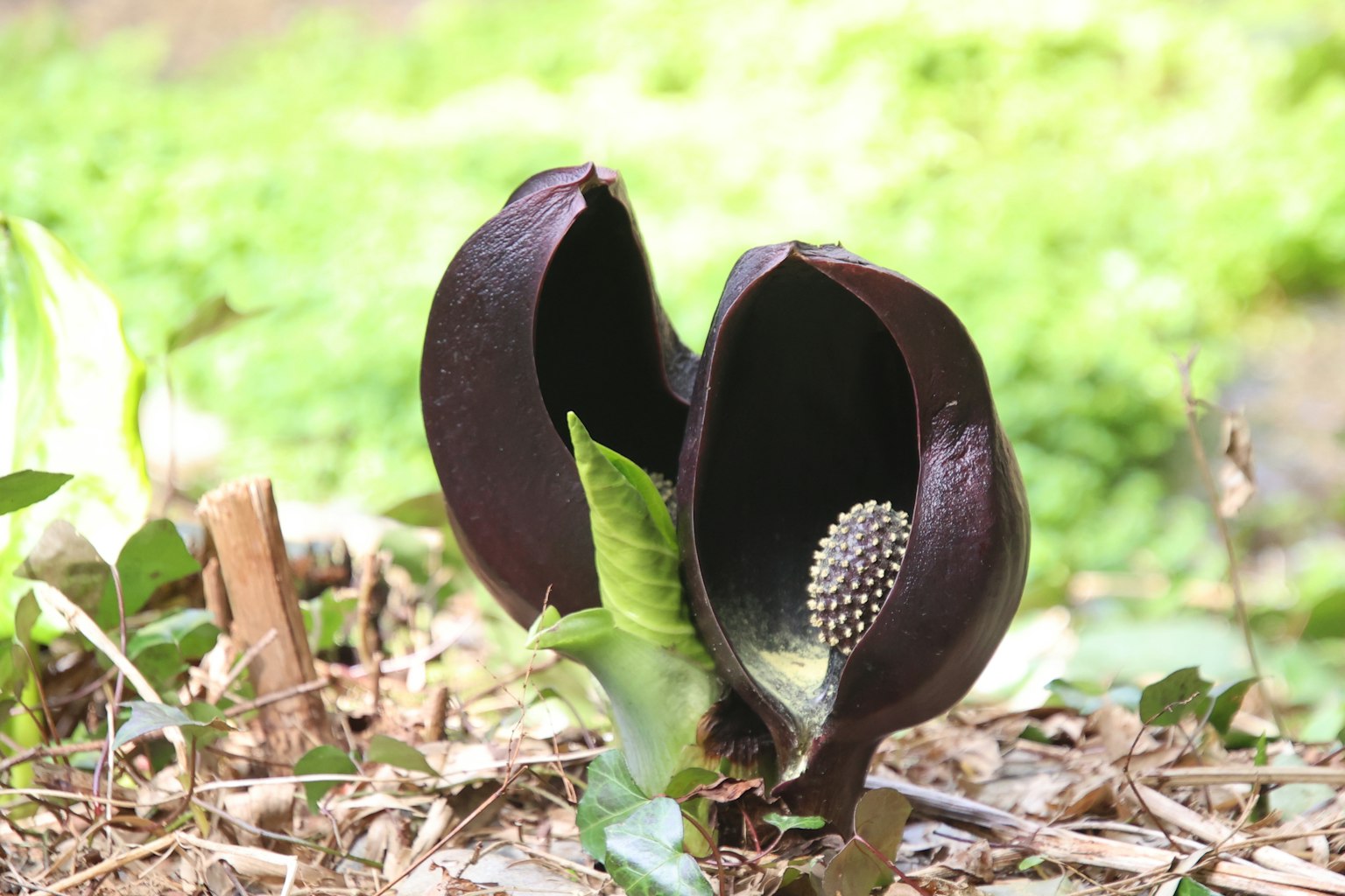 Image of a unique plant with dark petals open