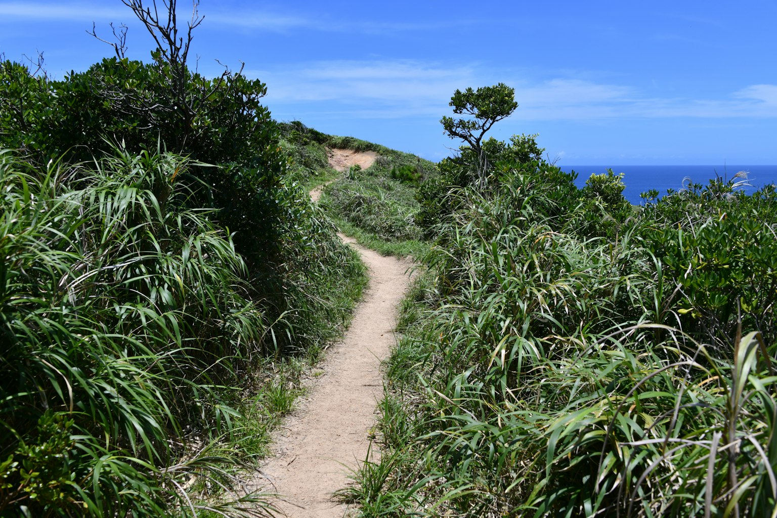 푸른 하늘 아래 녹지로 둘러싸인 좁은 길