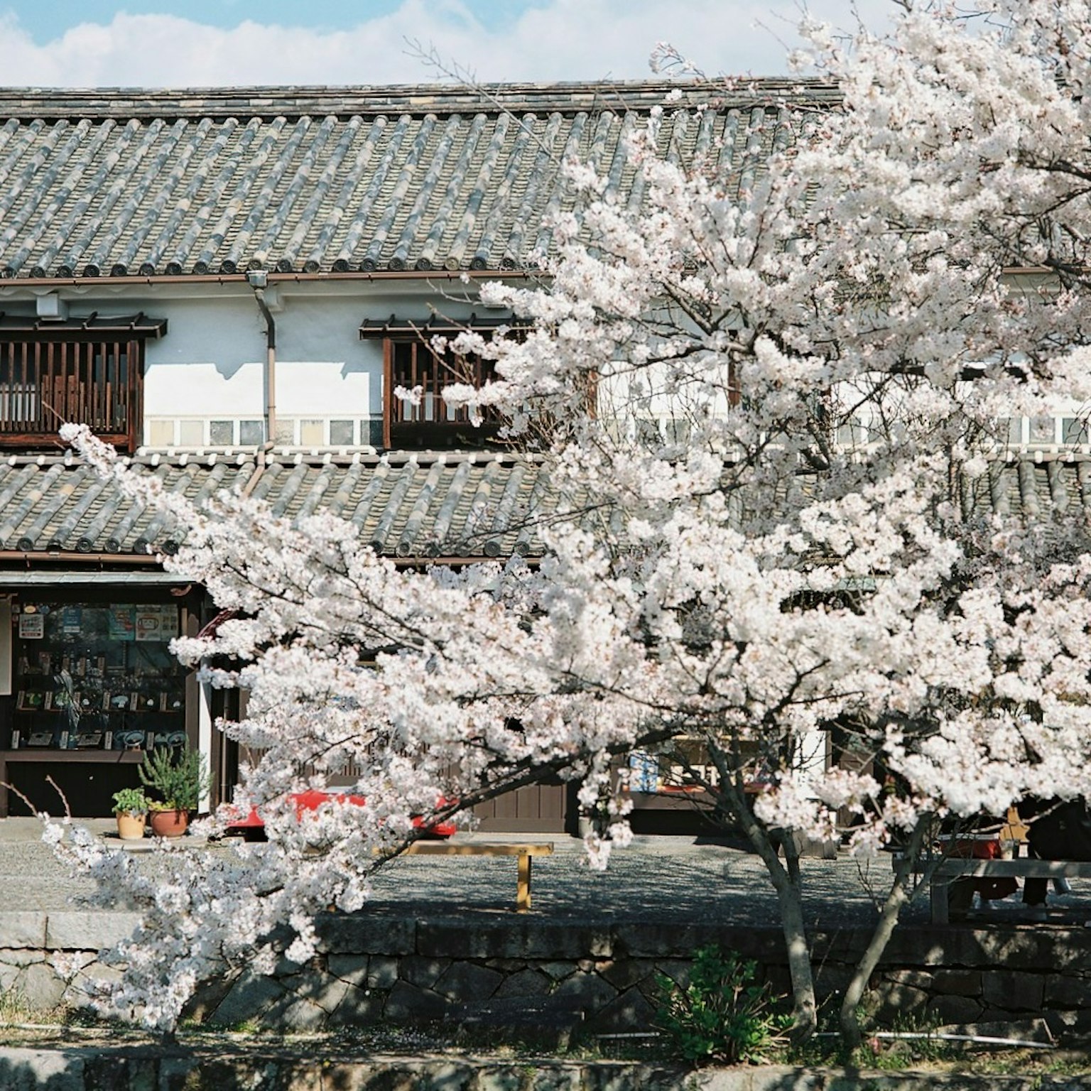 樱花树在传统日本房屋前